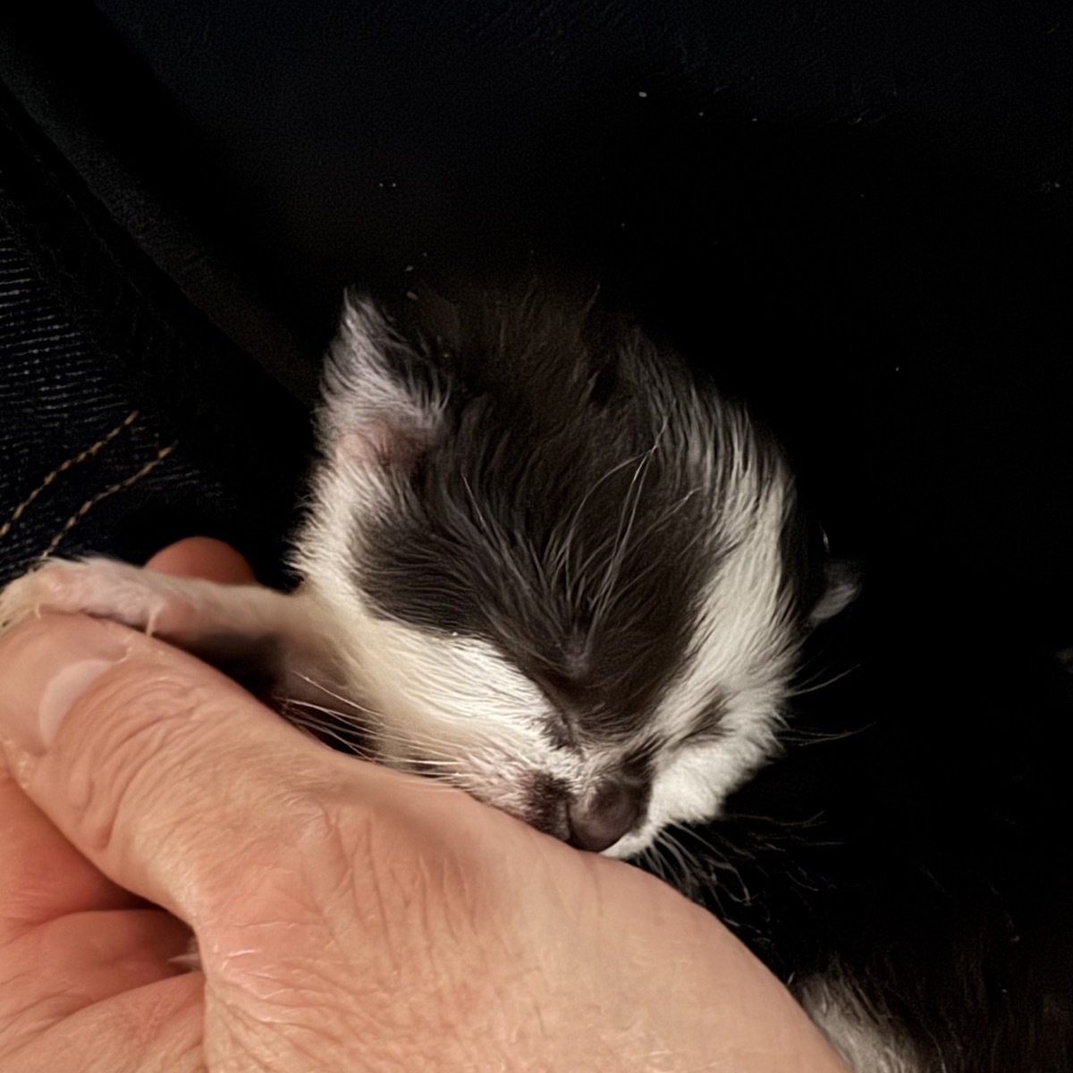 A tiny black and white kitty is laying against a person's thumb, which is as big as his head. His eyes are pressed tightly closed. A teensy paw with tiny claws rests against a finger.