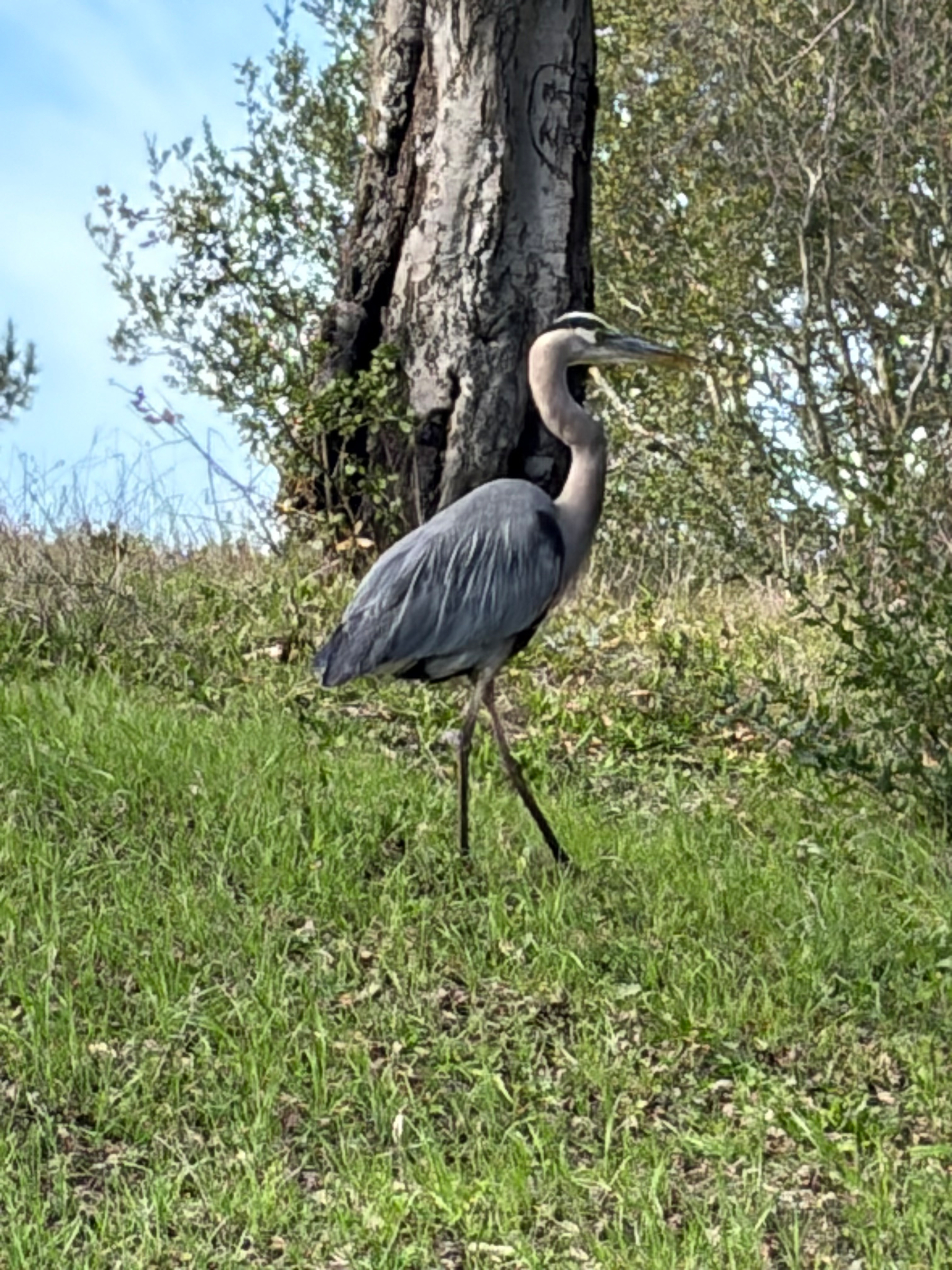 A tall, scrawny bird with a long neck is standing by a tree on some grass. It’s grey. It looks sad, though, hence its name: blue heron.