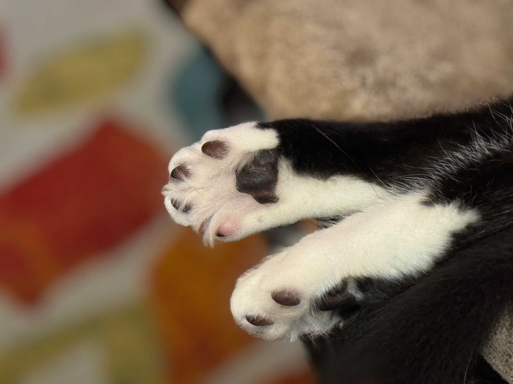 Closeup of a kittens crossed black and white legs and his little black a pink paw pads.