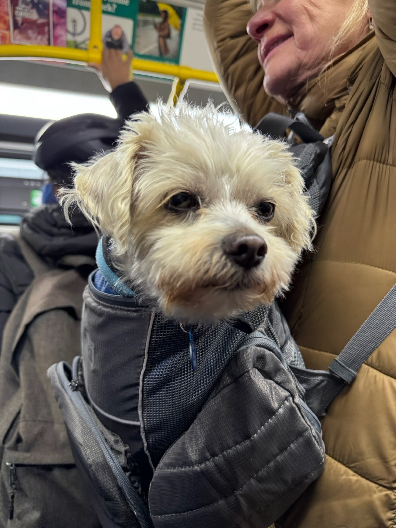 A woman on a San Francisco bus is carrying a small, white fuzzy dog in a pouch across her chest.