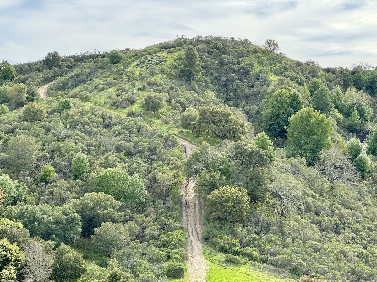 View across a small valley at a hiking trail going straight up the side of a still, heavily wooded, lushly green hill.