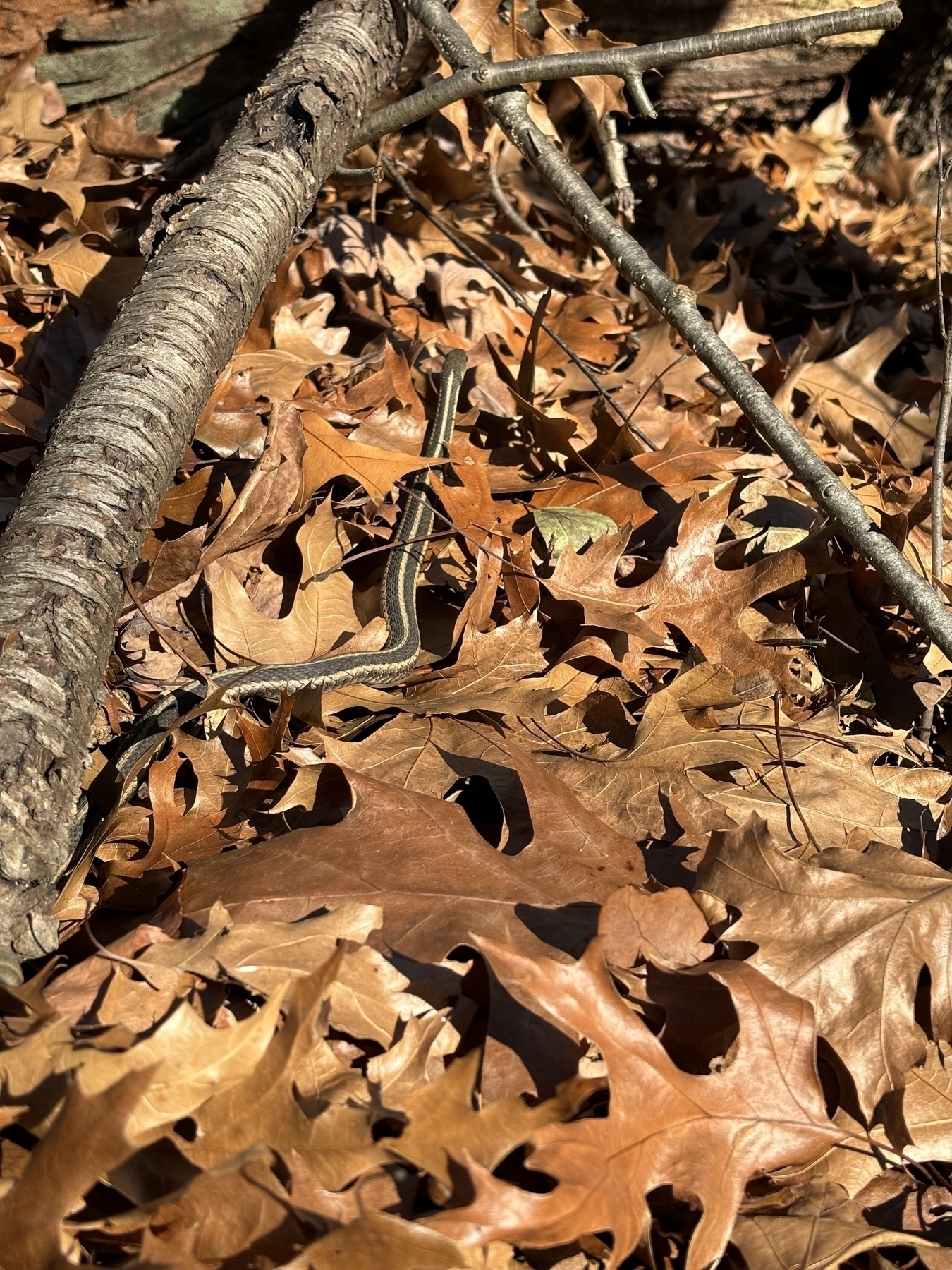 Garter snake nearly disguised in autumn foliage