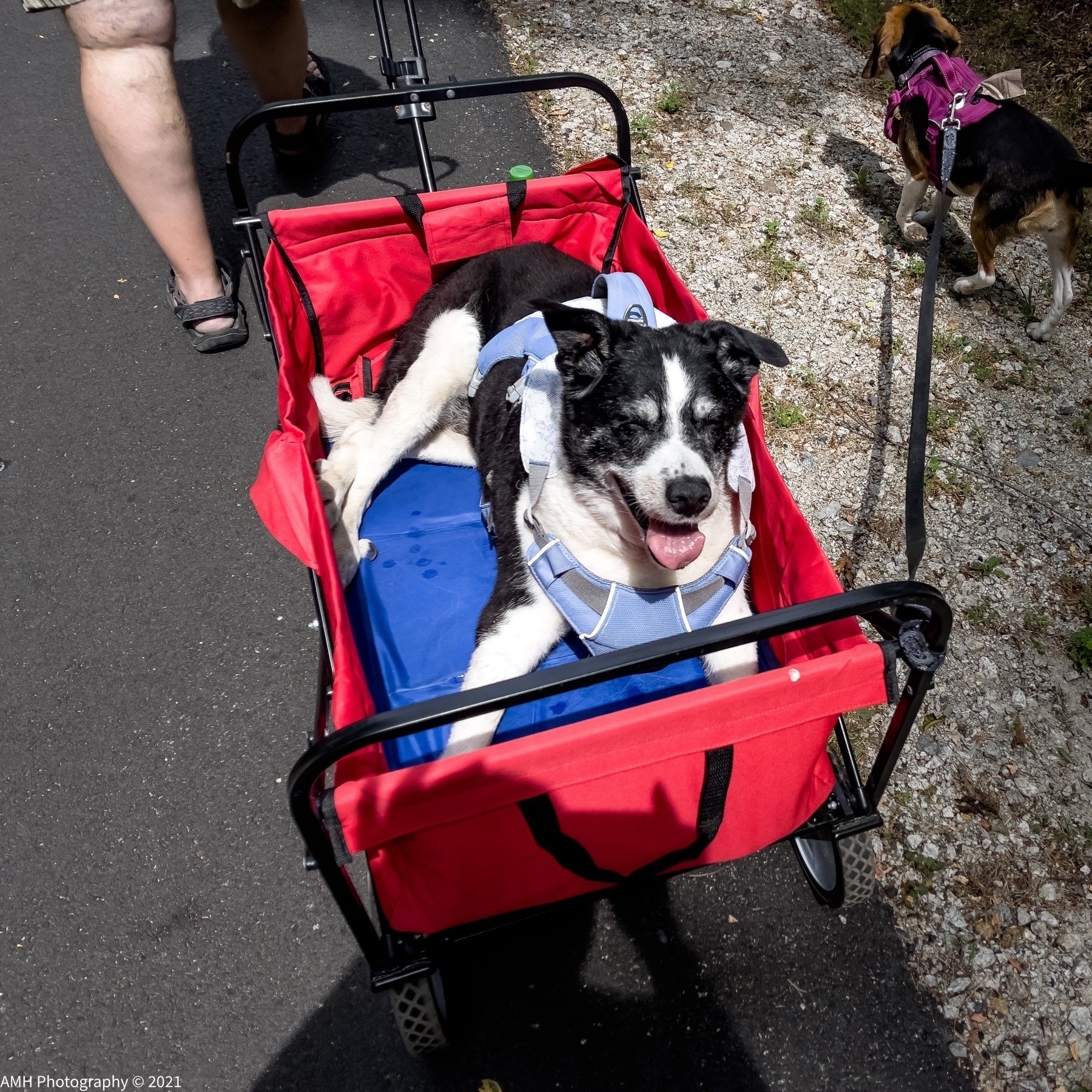 senior border collie being pulled in a red wagon while a beagle walks beside and a little ahead, with leash attached to the wagon