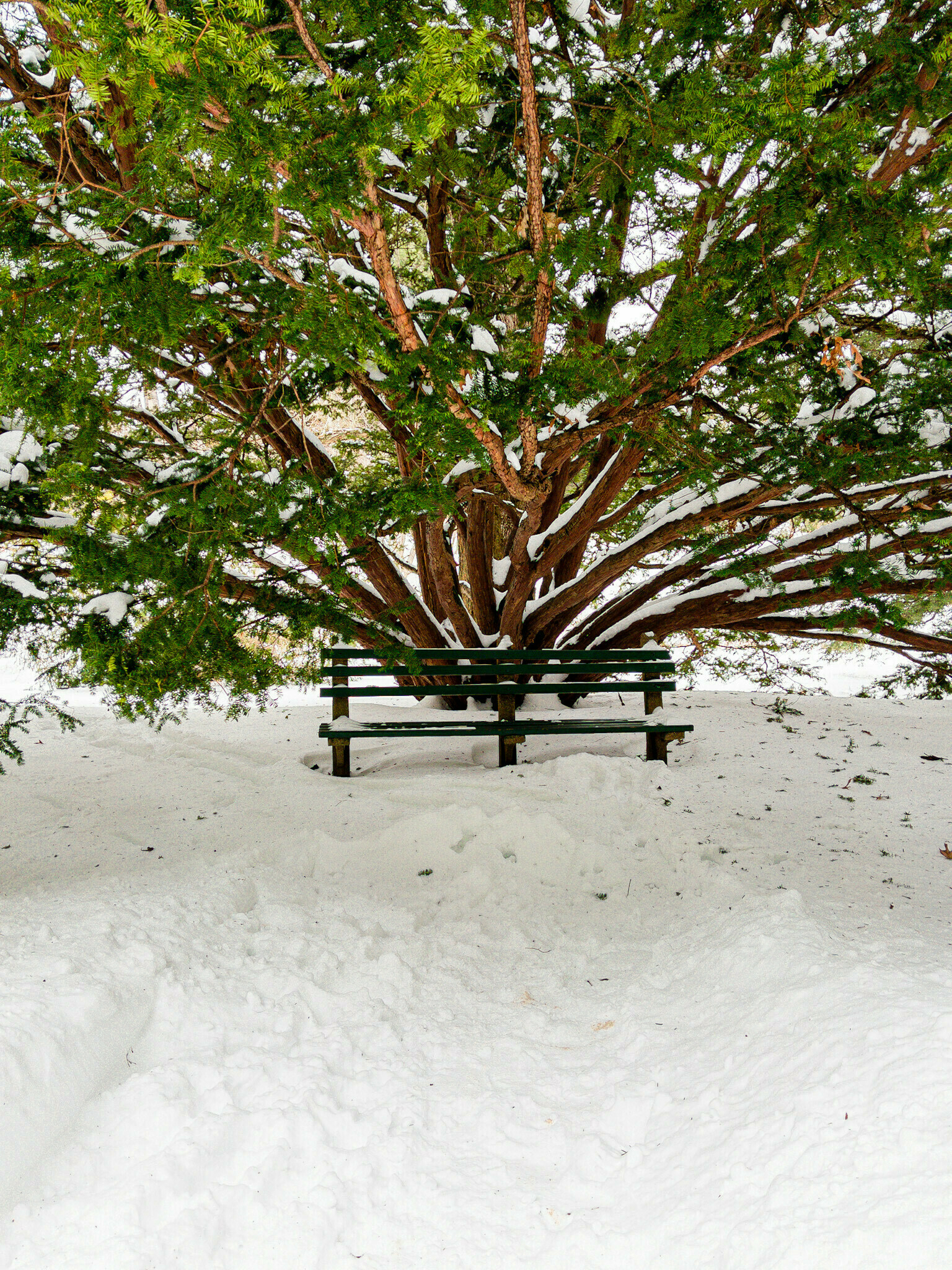 A wintery view - an evergreen spreading its snowclad fronds over a bench. Snow everywhere on the ground. 