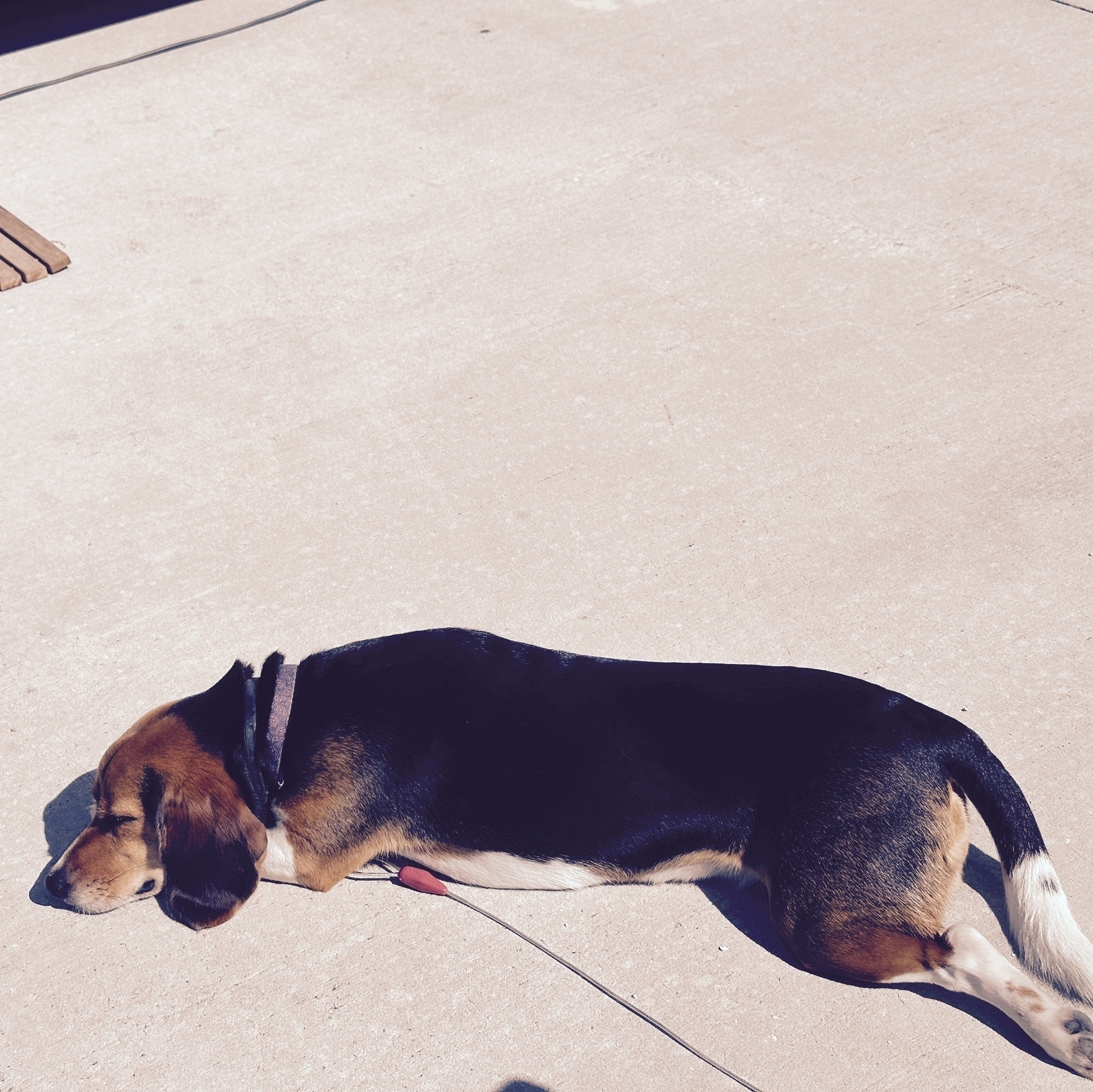 Beagle laying out, napping in the sun. 