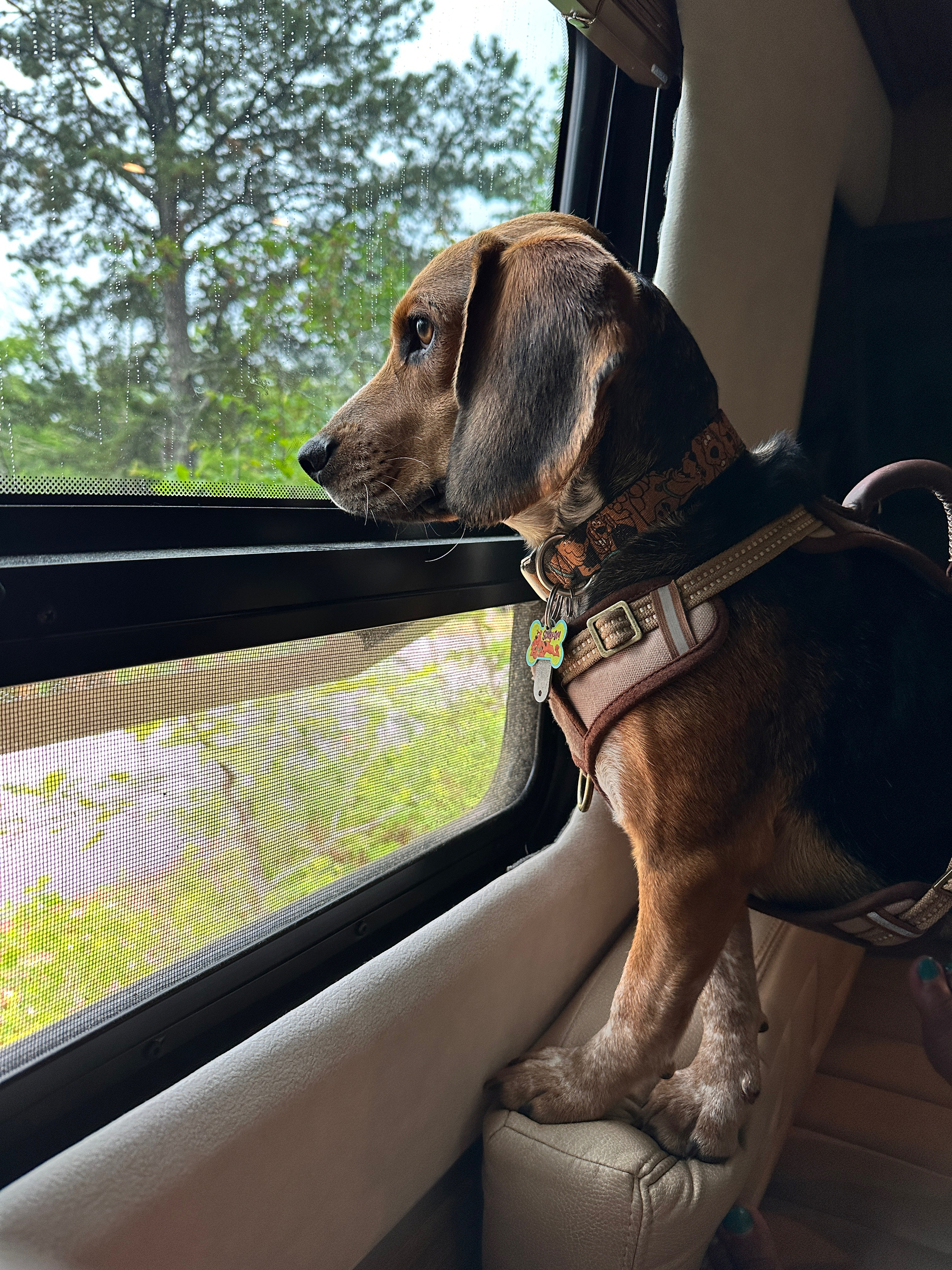 Rainy days in June are no fun for this beagle boy. He’s looking longingly out of the back side window of a camper van. 
