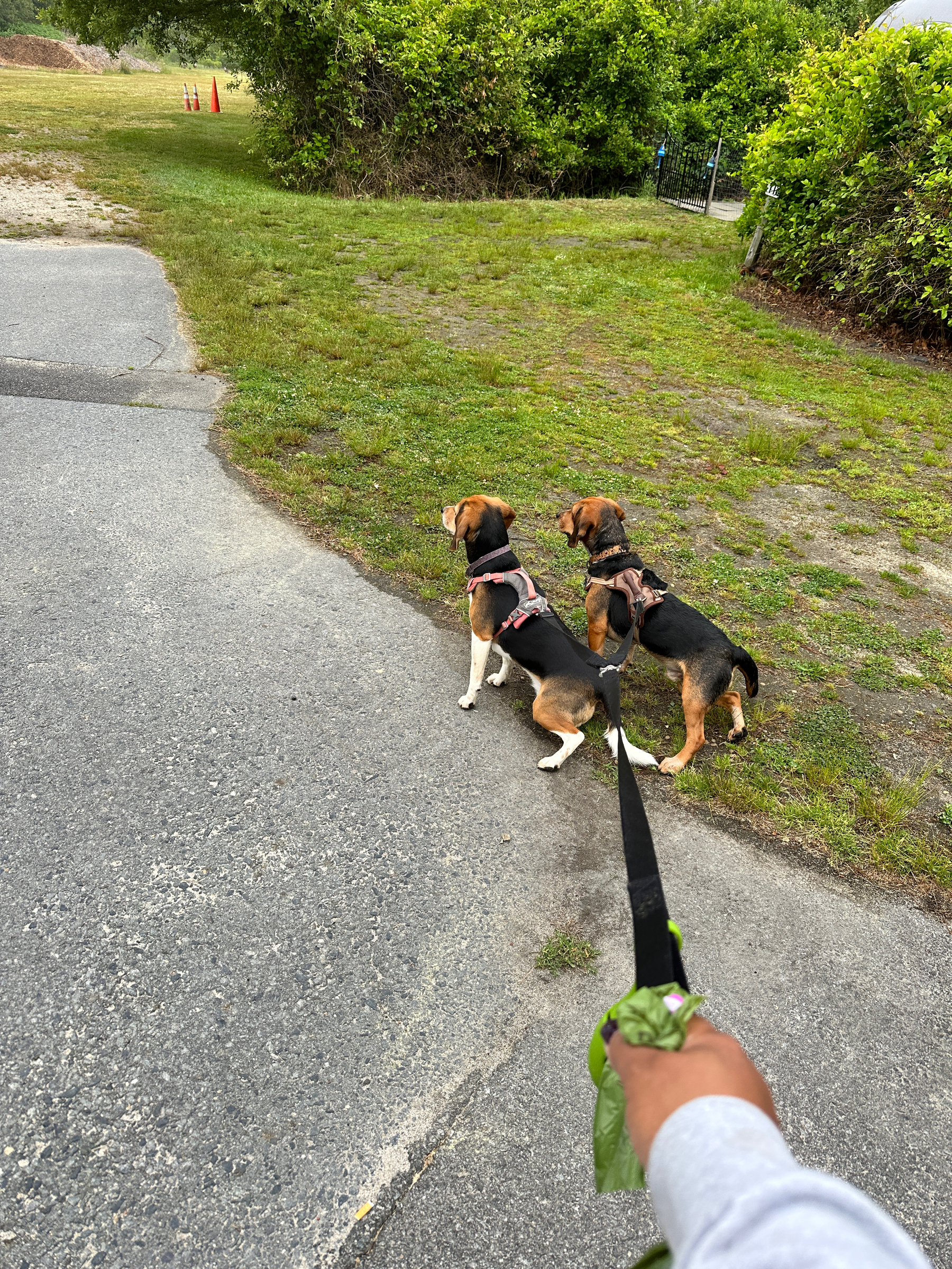 Two beagles, on a double-lead, alerting to something in a grassy field. 