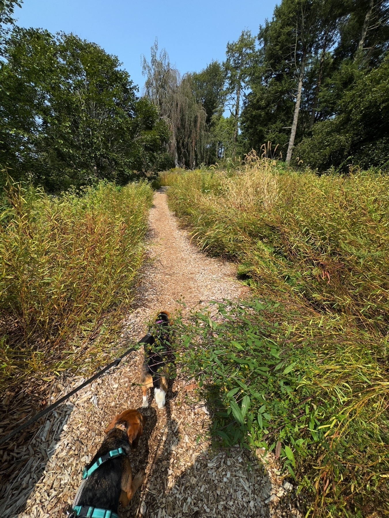 Letting The Beagles pull me up a hill. Cedar path with grass and lavender on either side.