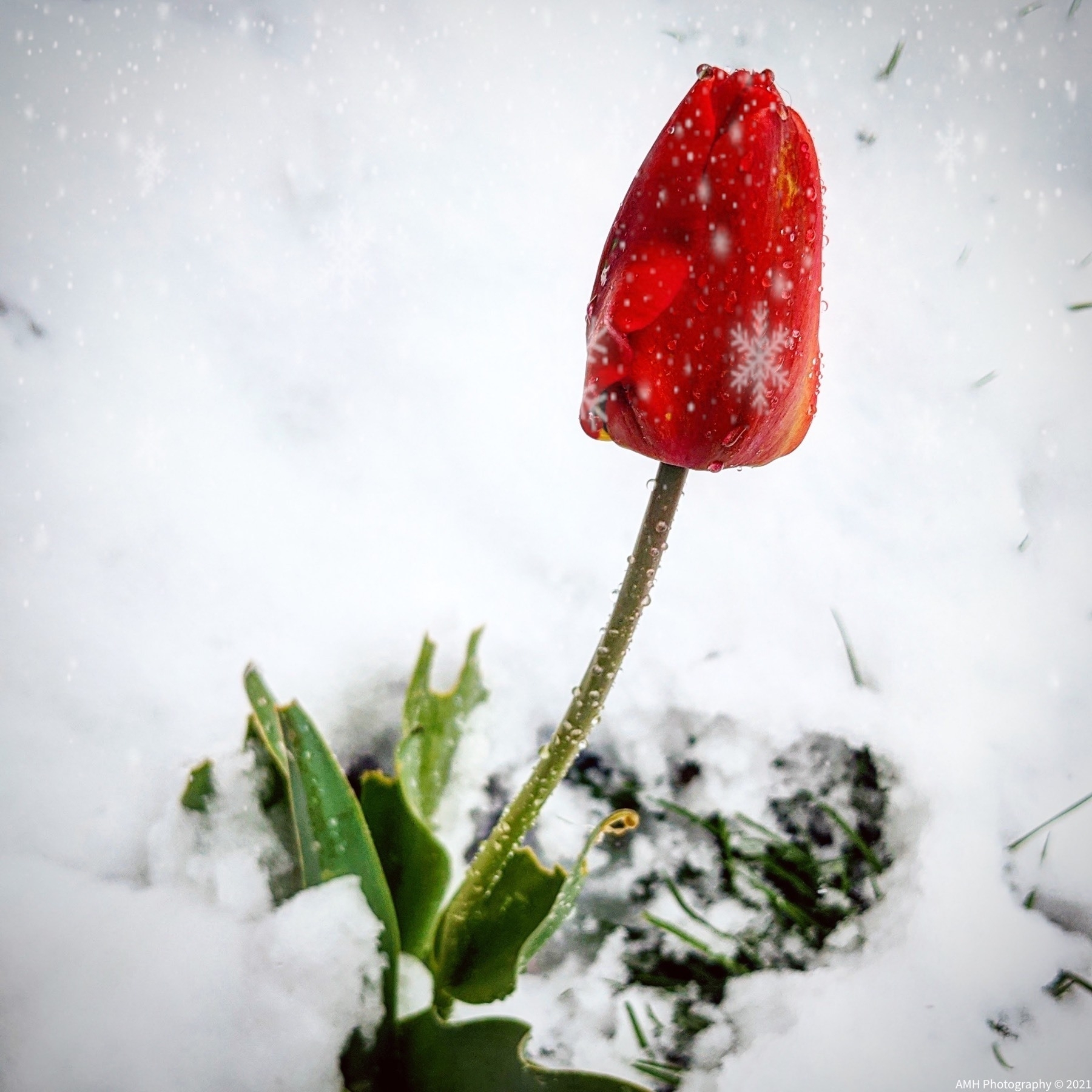 A red tulip on a field of snow 