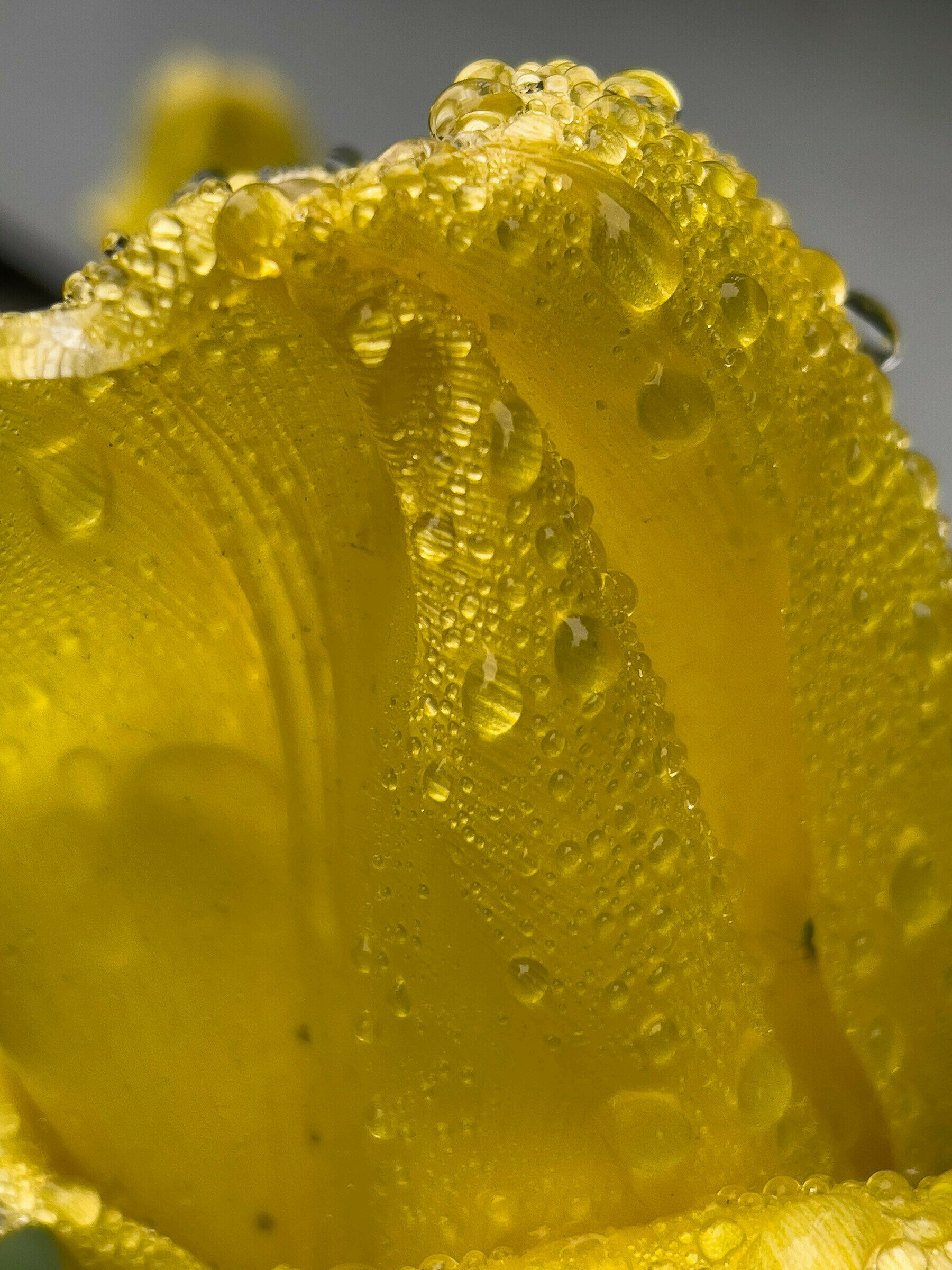 macro shot of a yellow tulip petal covered in dew or raindrops.