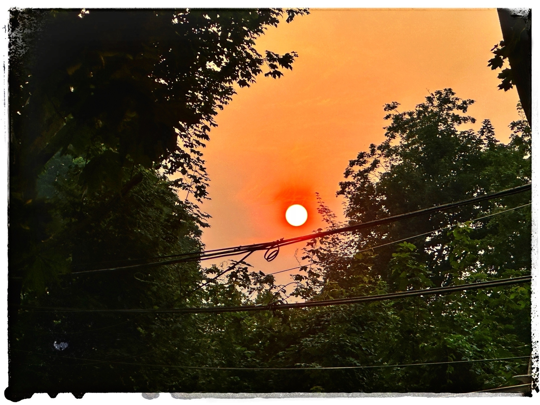 A very red sun in a hazy sky framed by trees and power lines. 