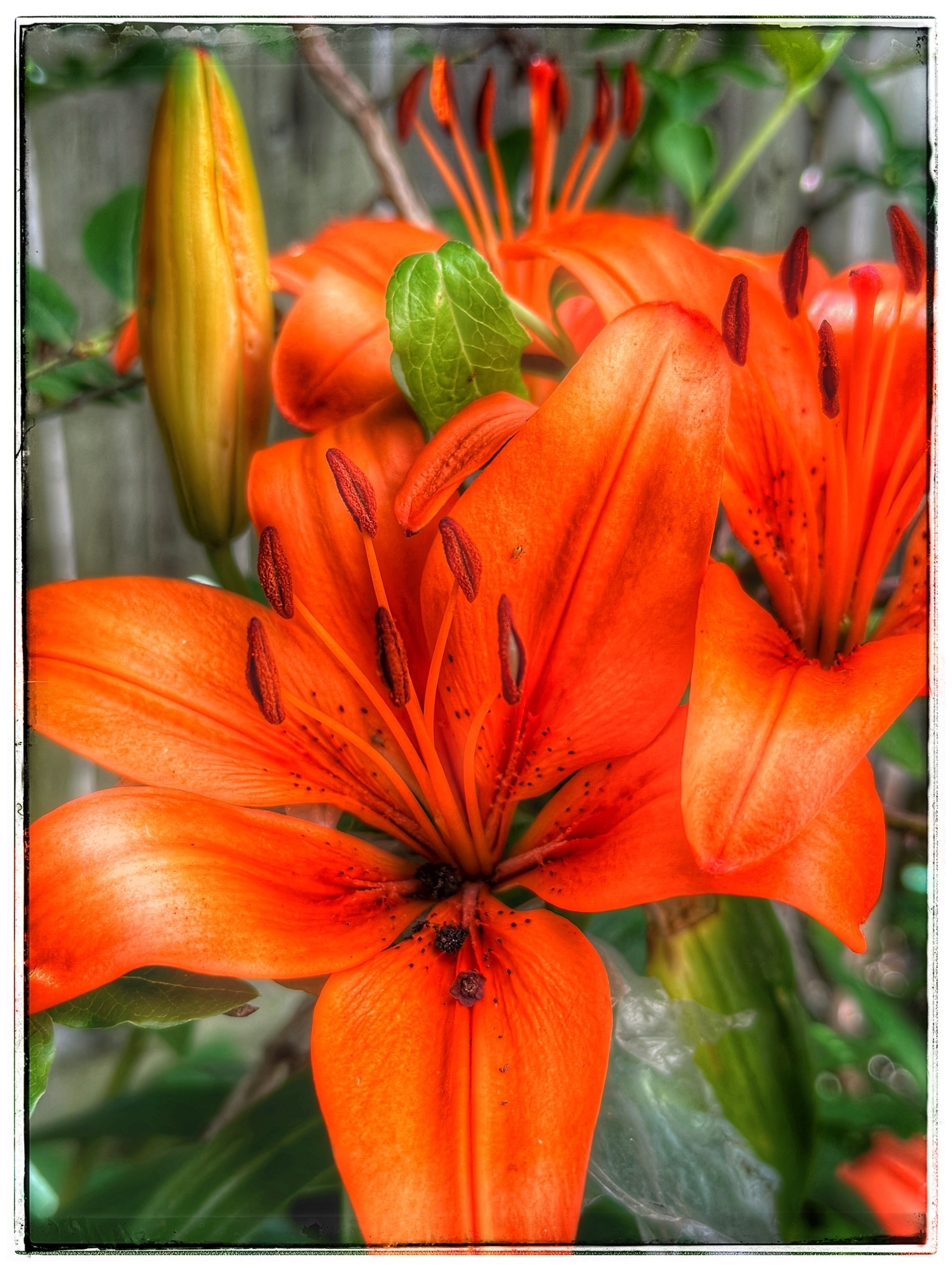 Processed photo of a gorgeous orange tiger lily. 