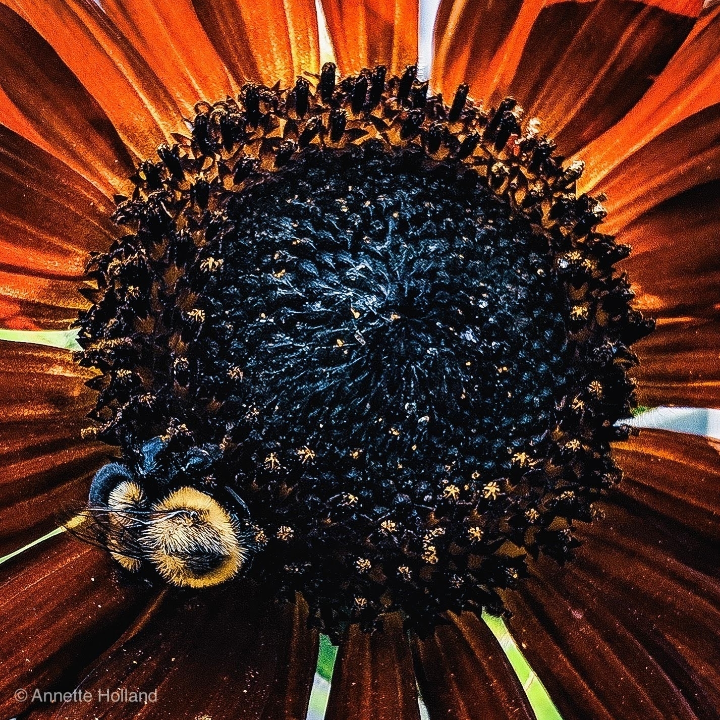 A big fat fuzzy bee on a red sunflower 