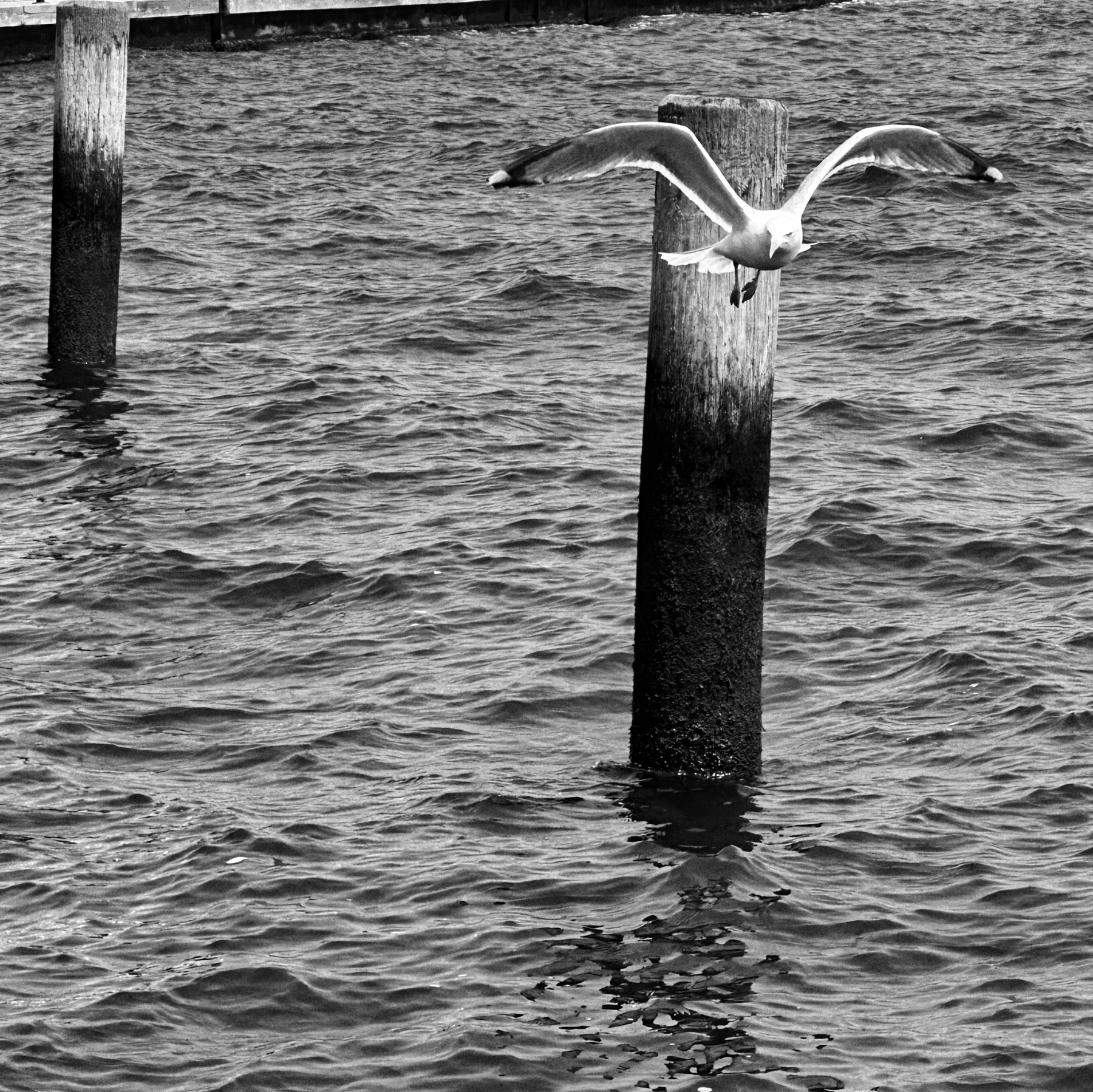 A black and white photo of a seagull taking off from a pier post in Boston Harbor. 