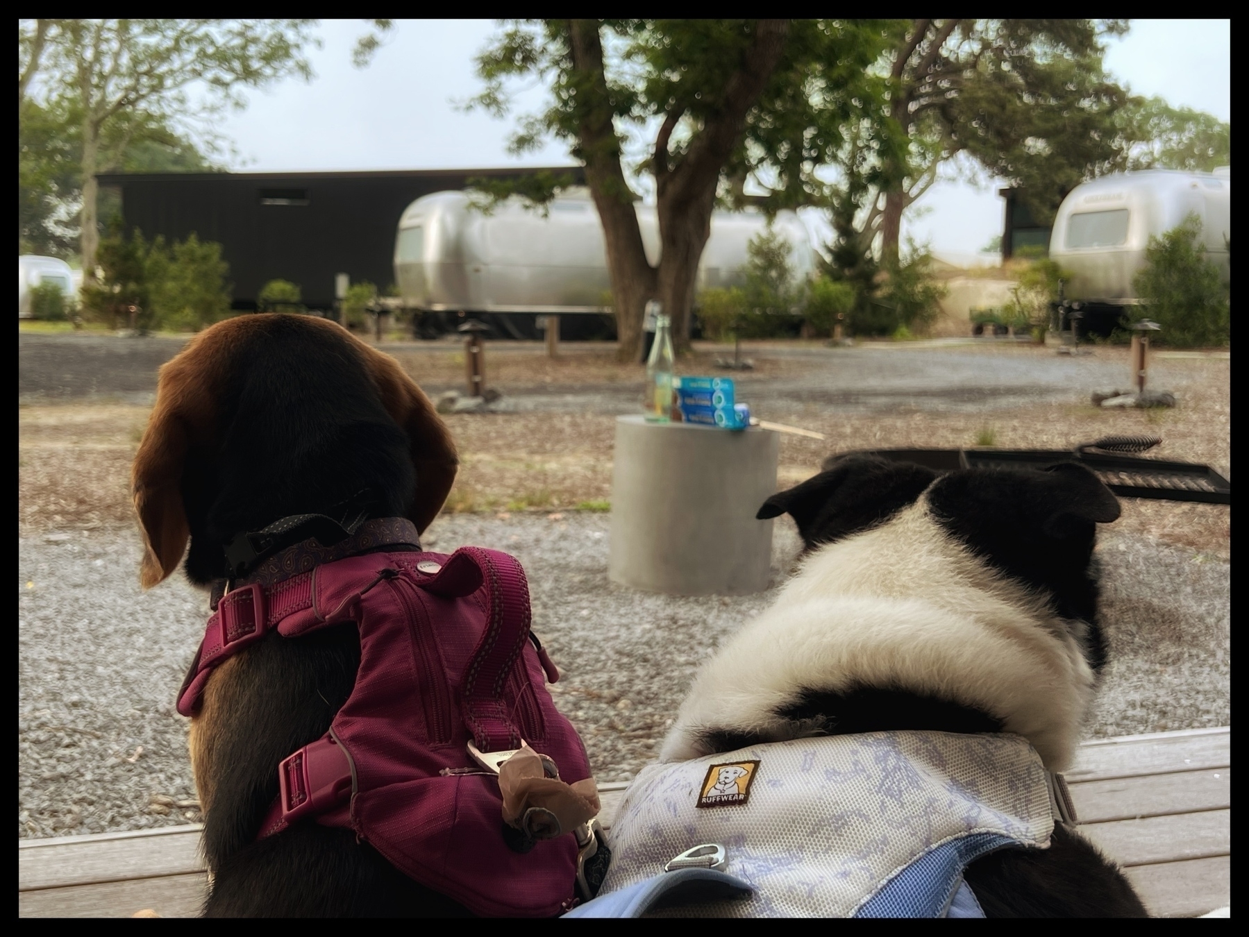 Profile (ish) shot of two dogs — a beagle in a pink harness on the left and a border collie in a blue and white harness o. The right. Both are looking out at the campground. 