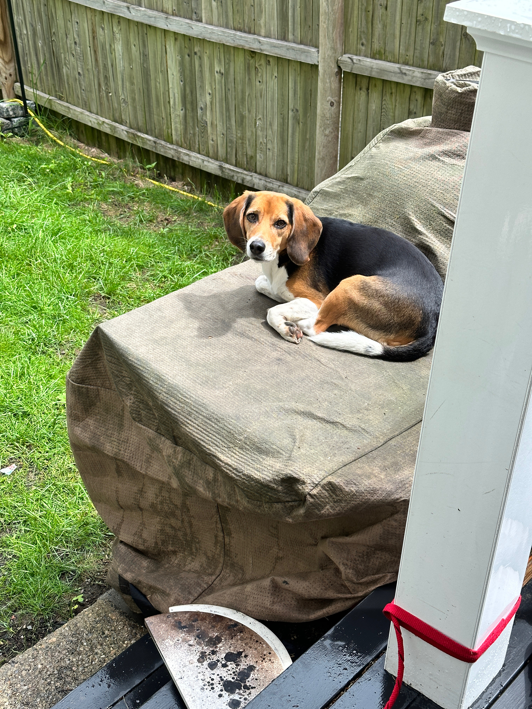 Molly the tri-colored beagle curled up on the grill table looking forlorn. 