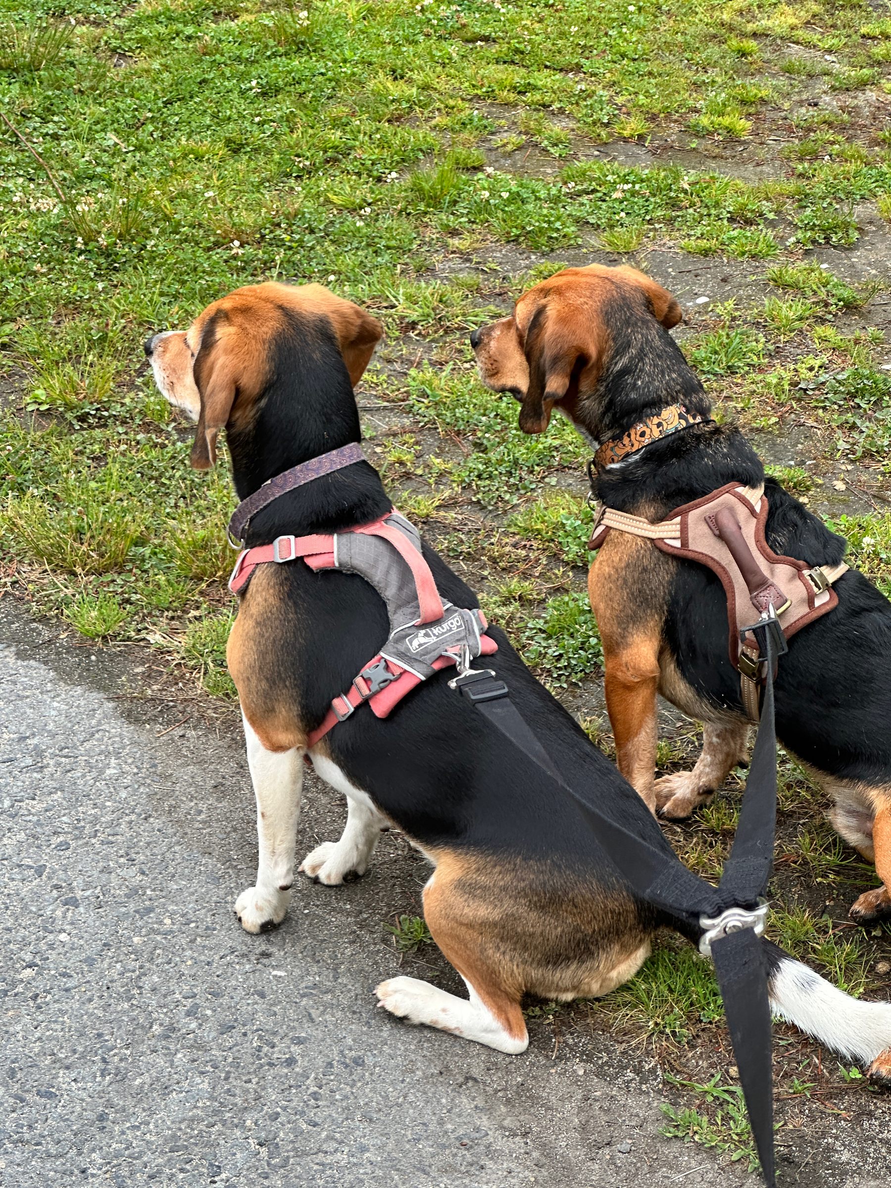Closeup of the beagles— super focused on something out of frame. 