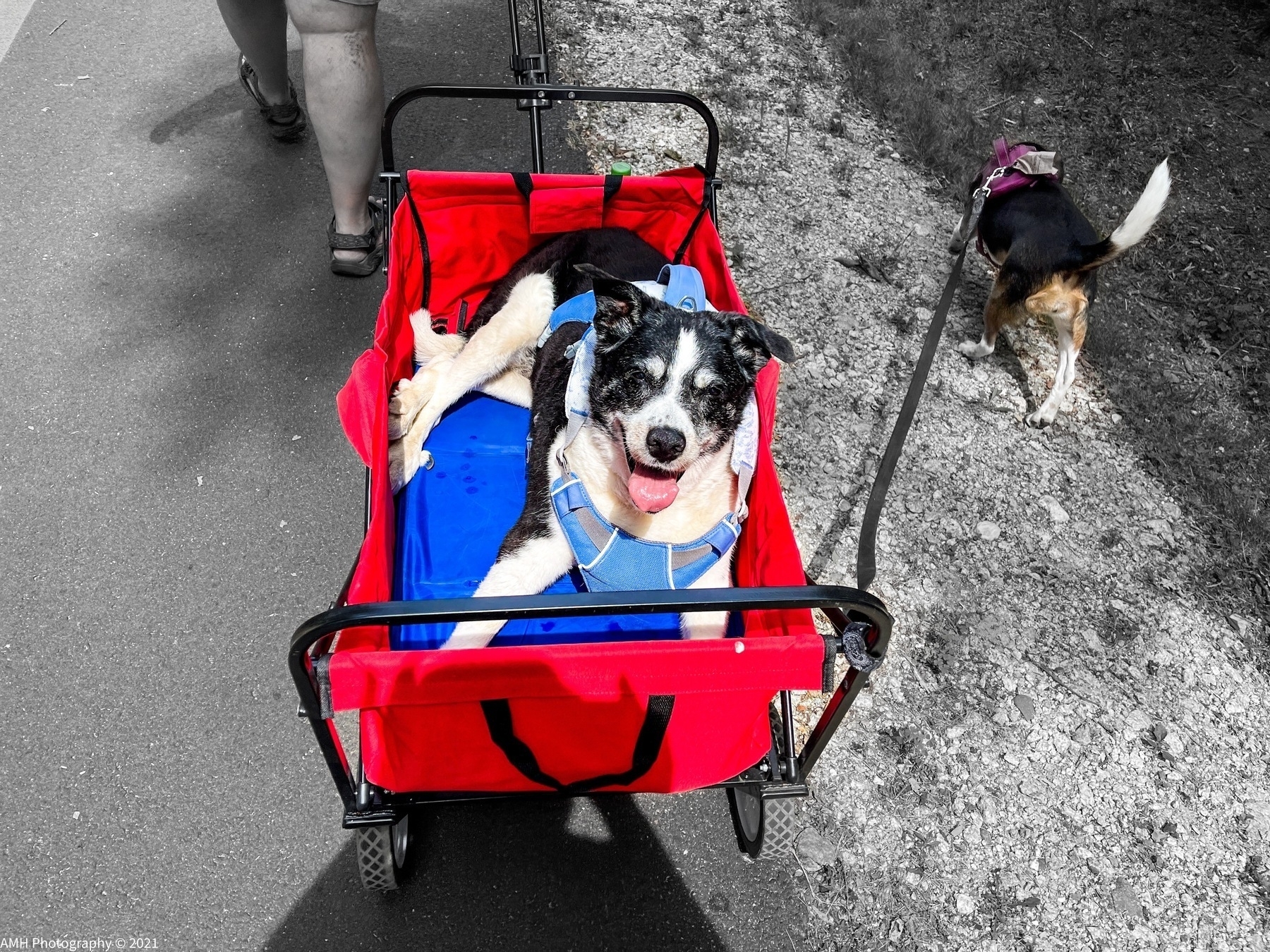 Smiling elderly border collie in a blue harness being pulled in a red wagon. A beagle is attached by a leash to the wagon and walks beside it on the right. 