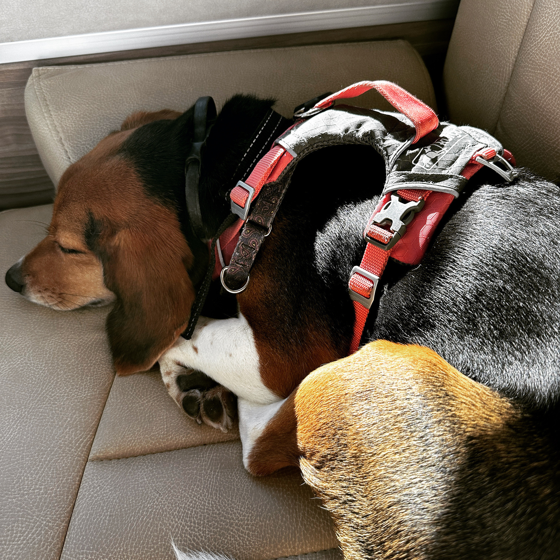 A sleeping beagle 