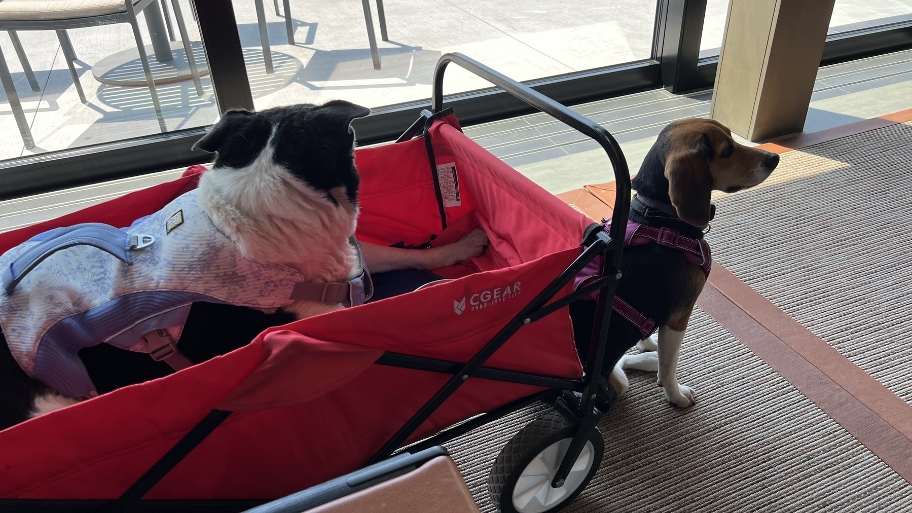 Elderly border collie in a red wagon and a beagle puppy standing sentry. 