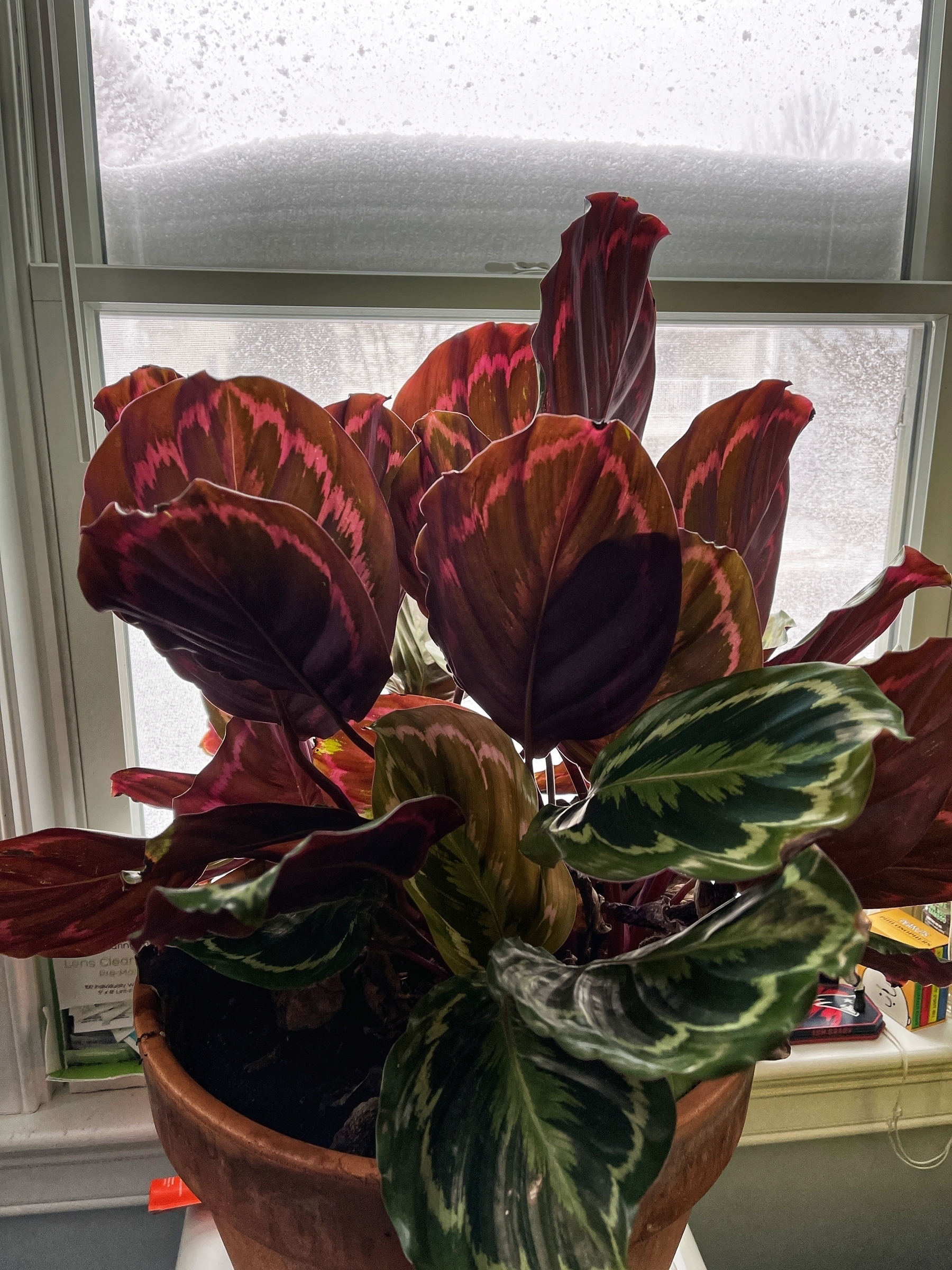 A full and vibrant tropical houseplant in front of a snowy window. 