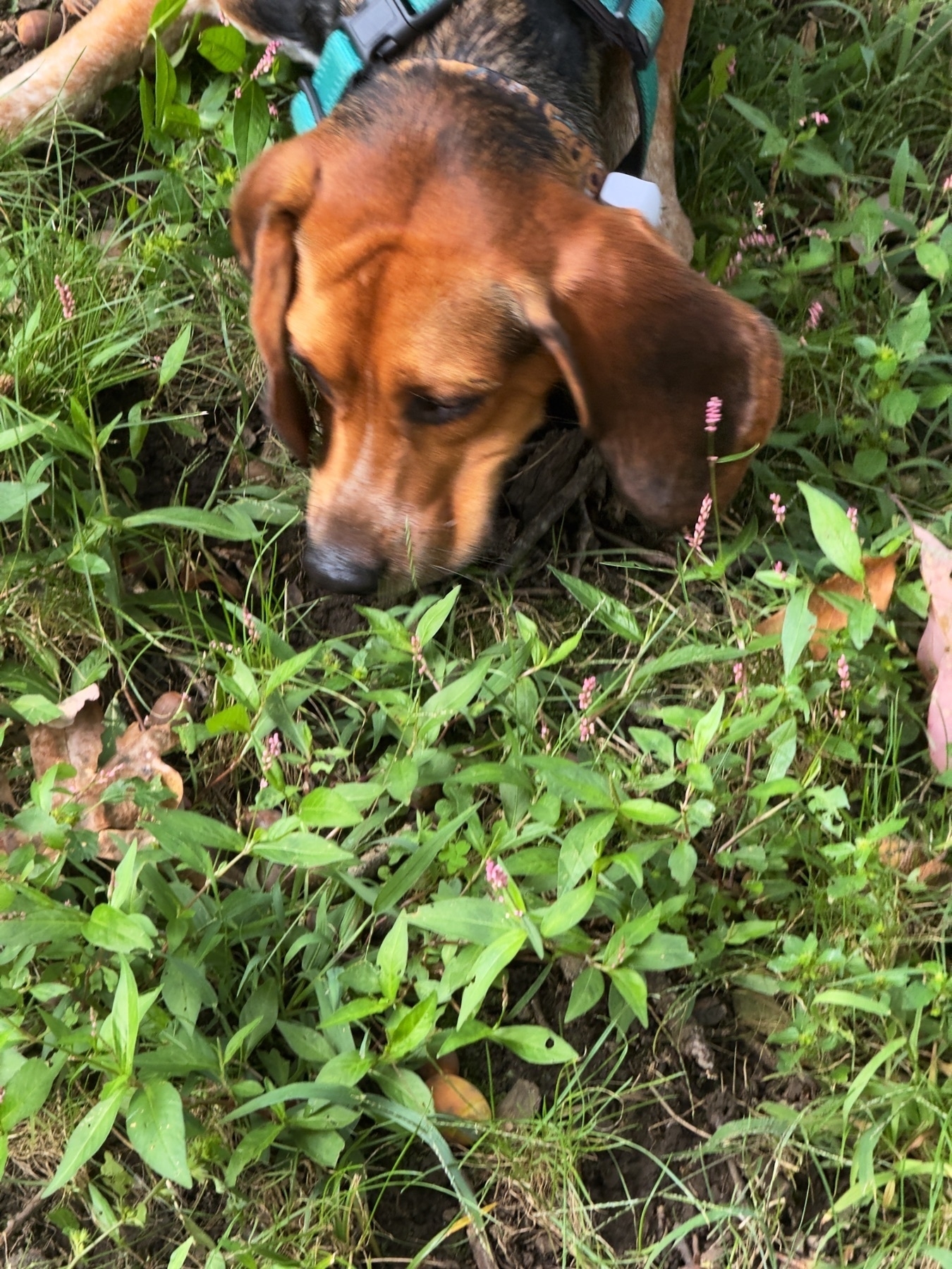 Scooby (red tick beagle) sniffing around.