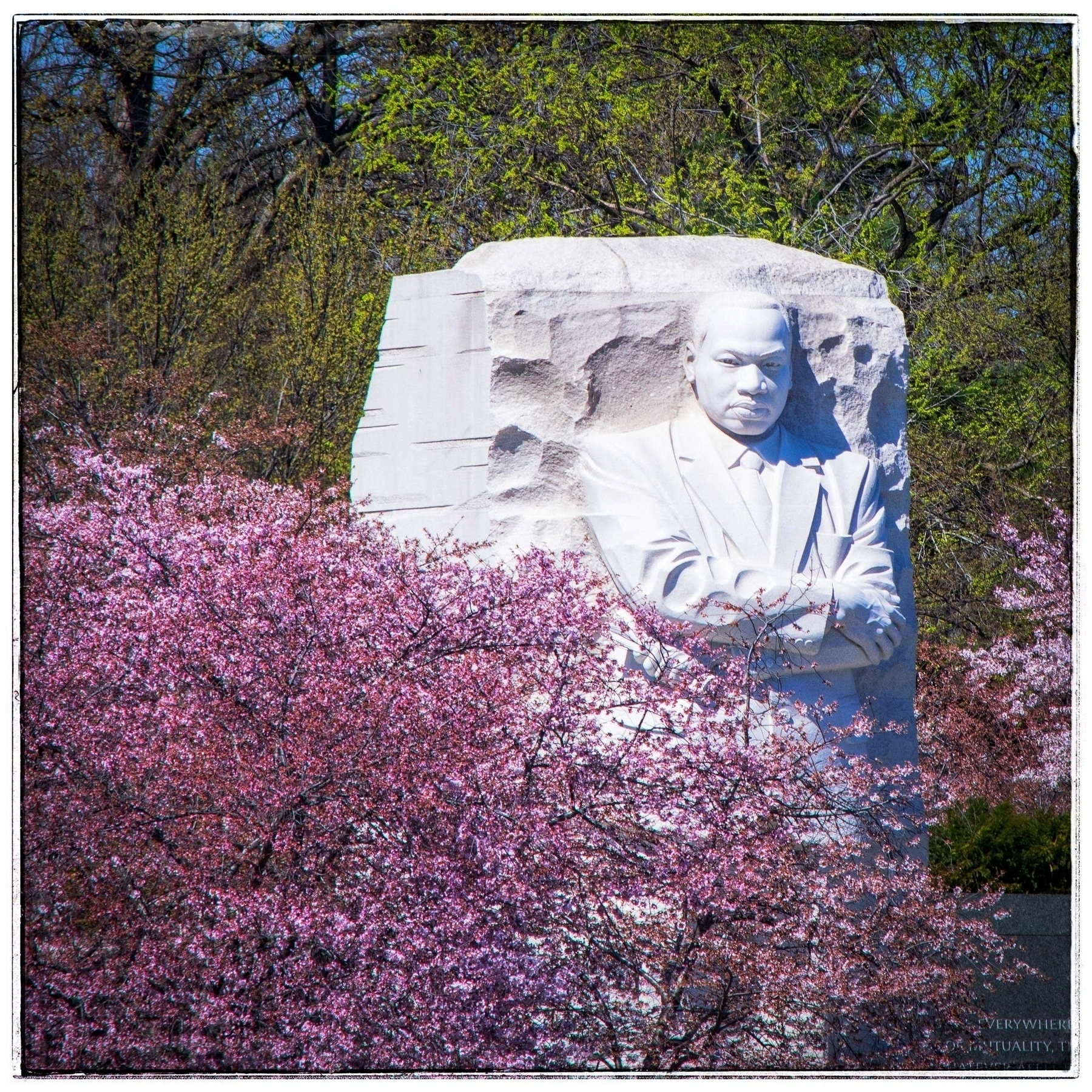 Bright pink cherry blossoms framing the sculpture of Martin Luther King Jr. in Washington D.C.  Taken April 4,2018