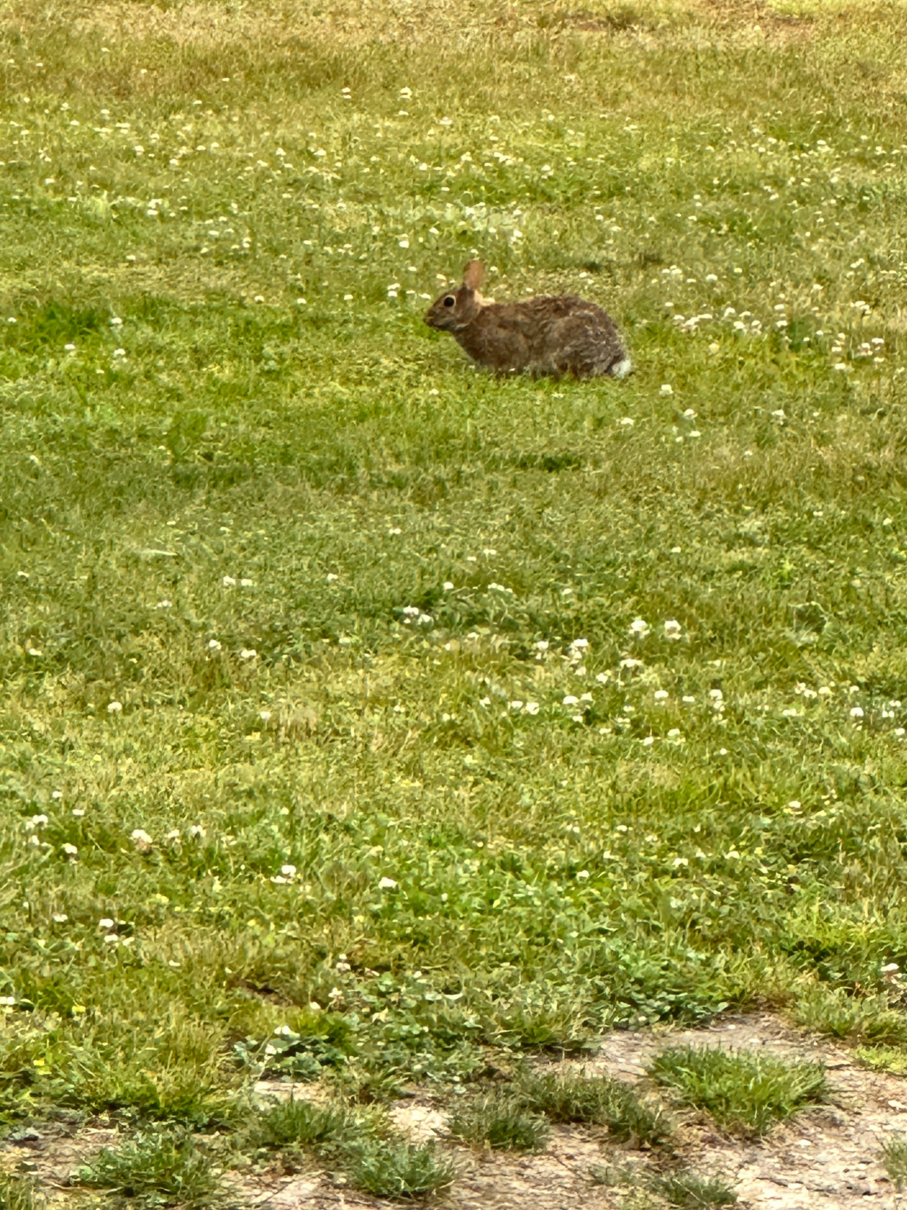 A rabbit in a large grassy field. It even has a white cottontail. 