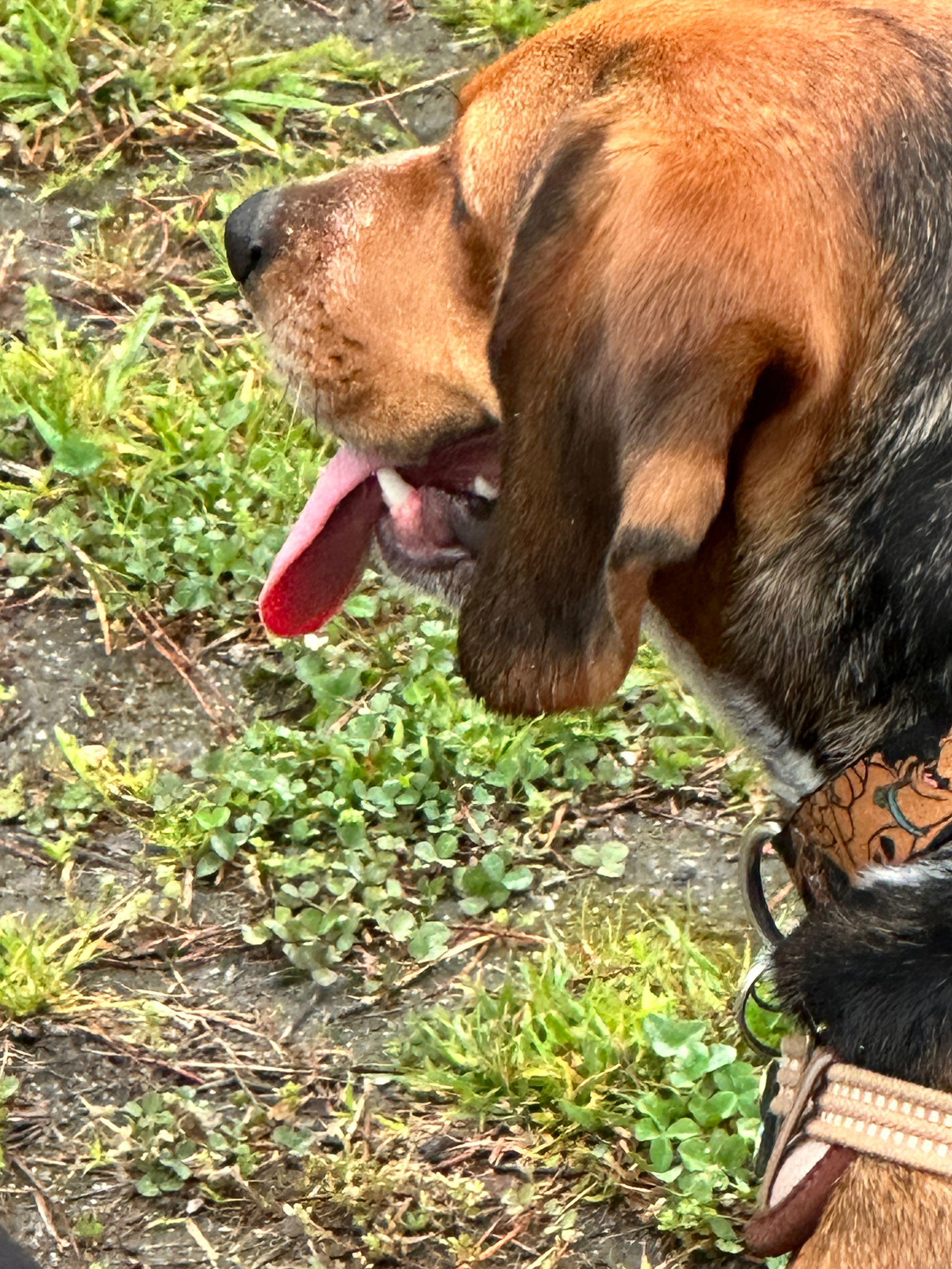 Closeup of Scooby, the male beagle. Salivating, but staying. 