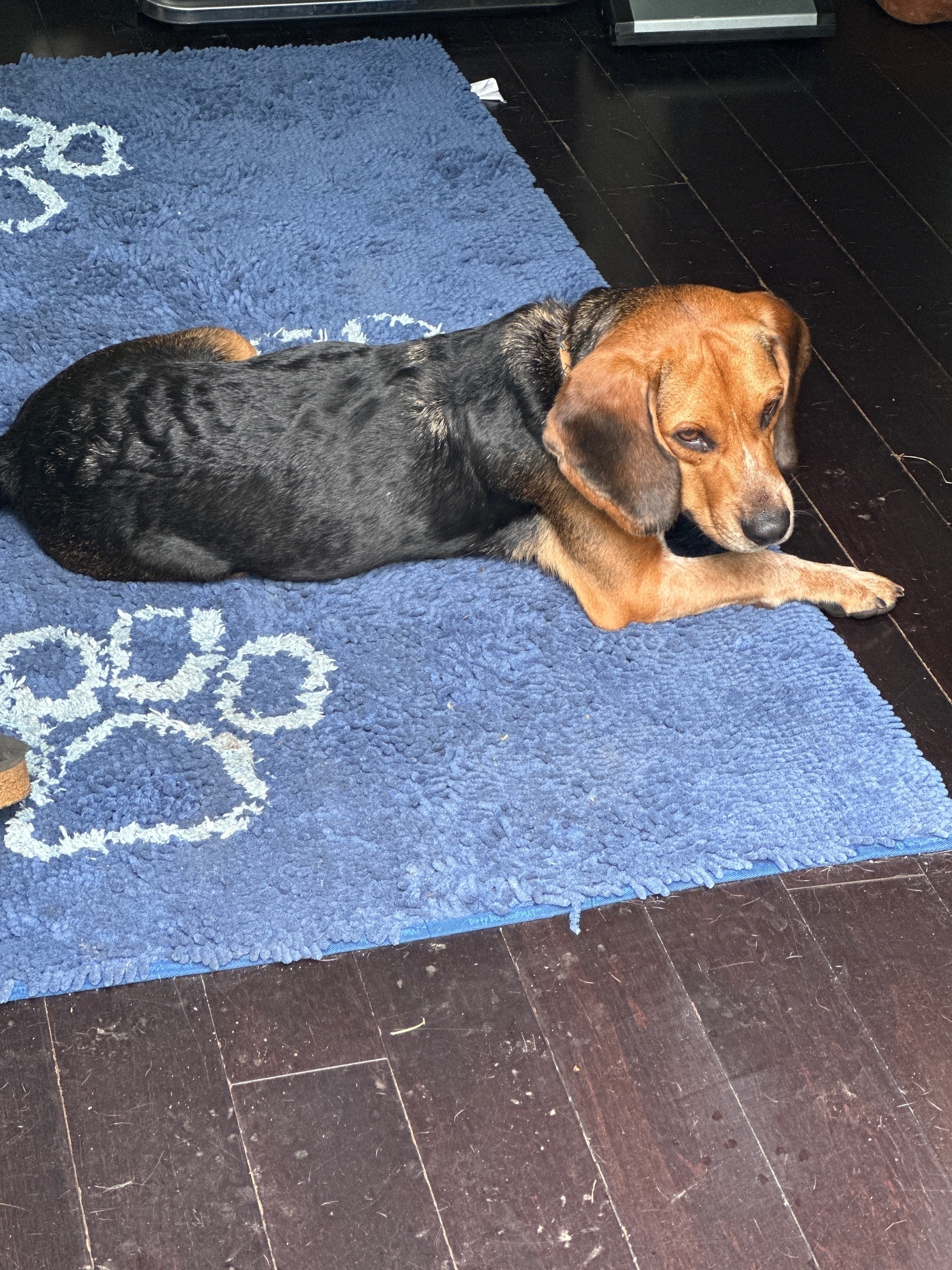 Scooby the bluetick bagel (we think, look at those paws! basset+beagle=bagel) in a down on a blue rug, having some downtime at home with just mom. 