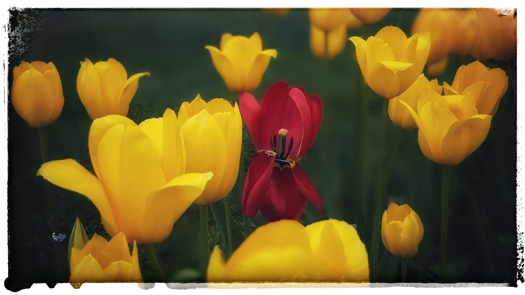 One open red tulip in a field of yellow tulips