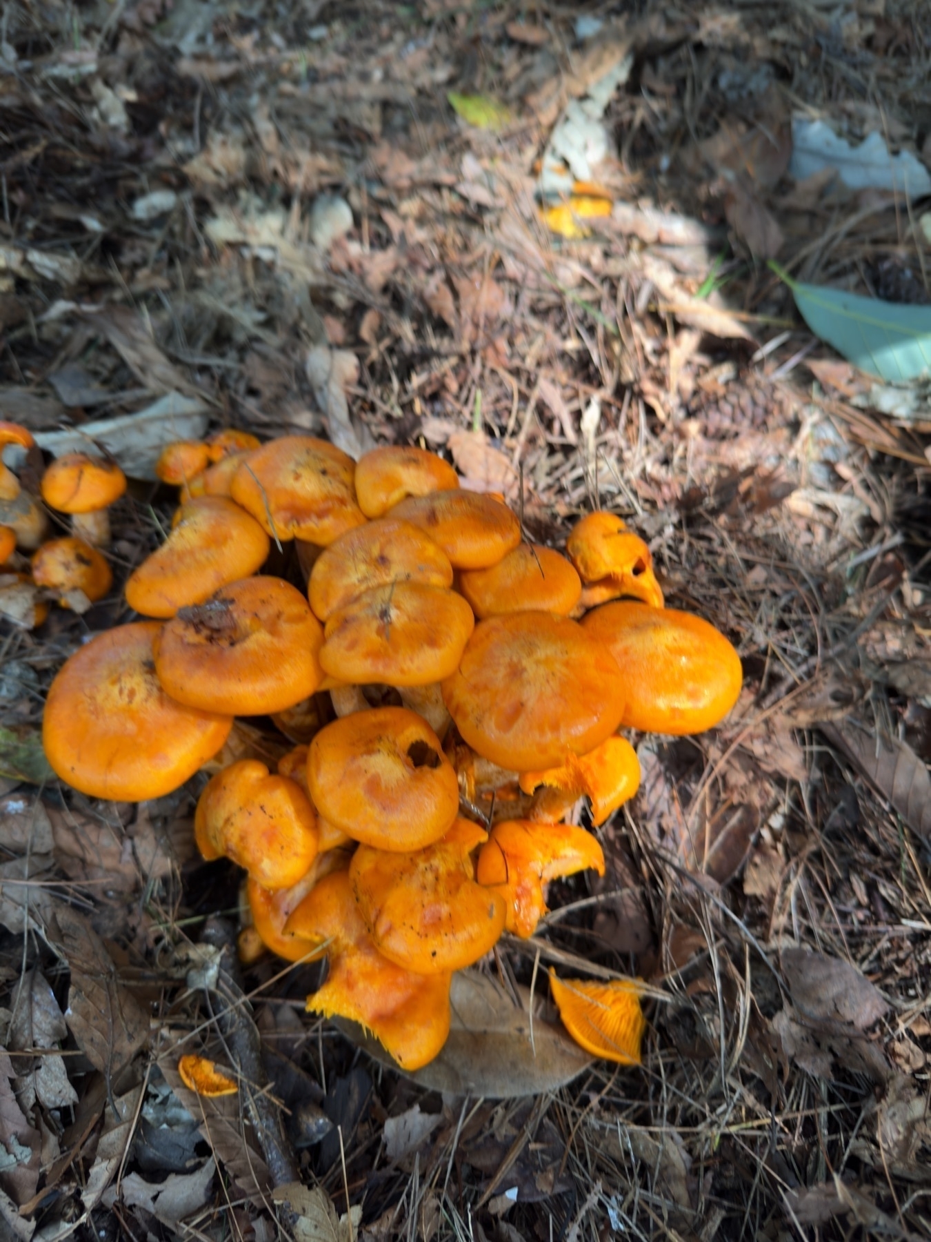 A cluster of orange mushrooms