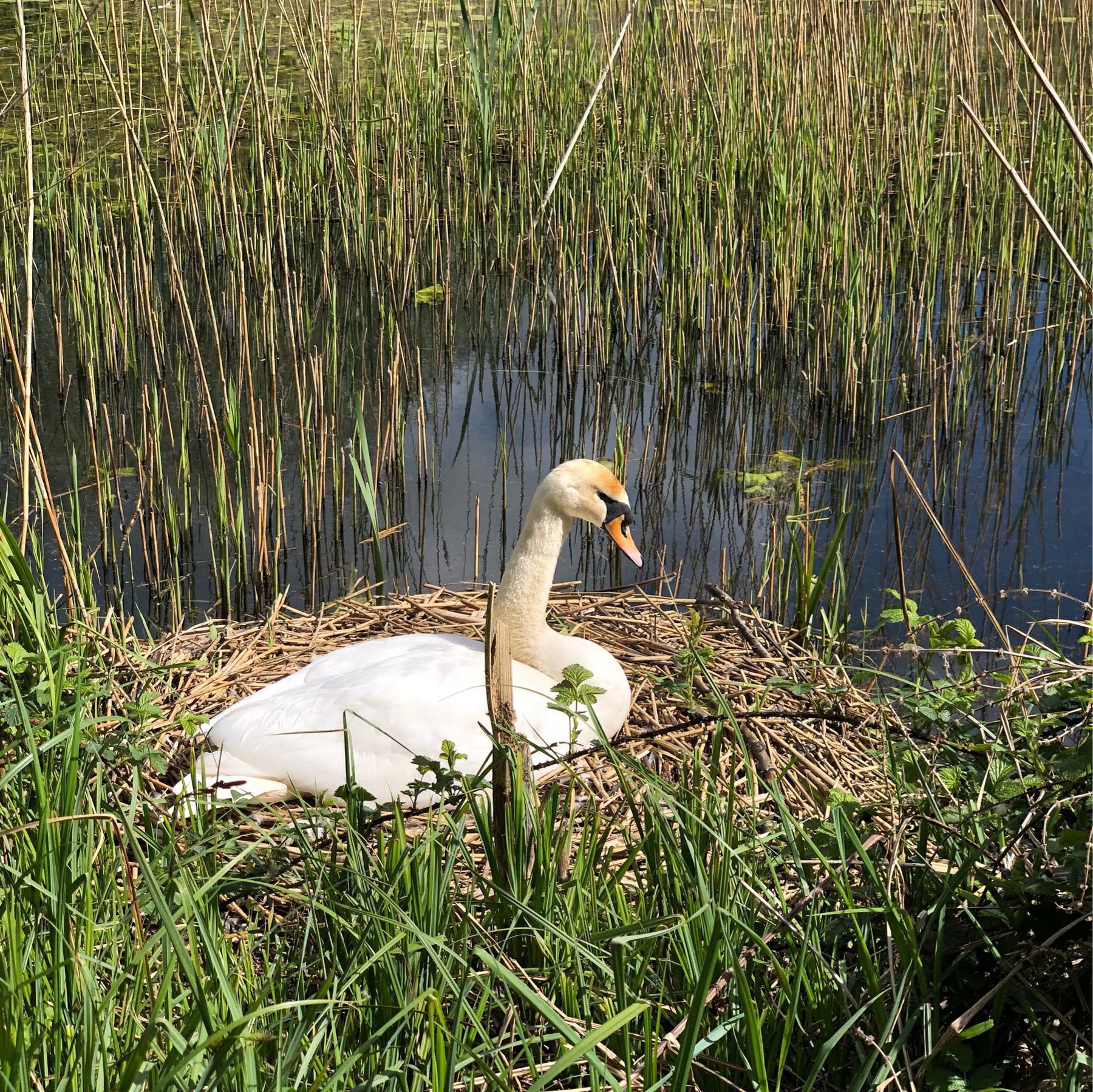 Nesting swan at Woods Mill, West Sussex. 