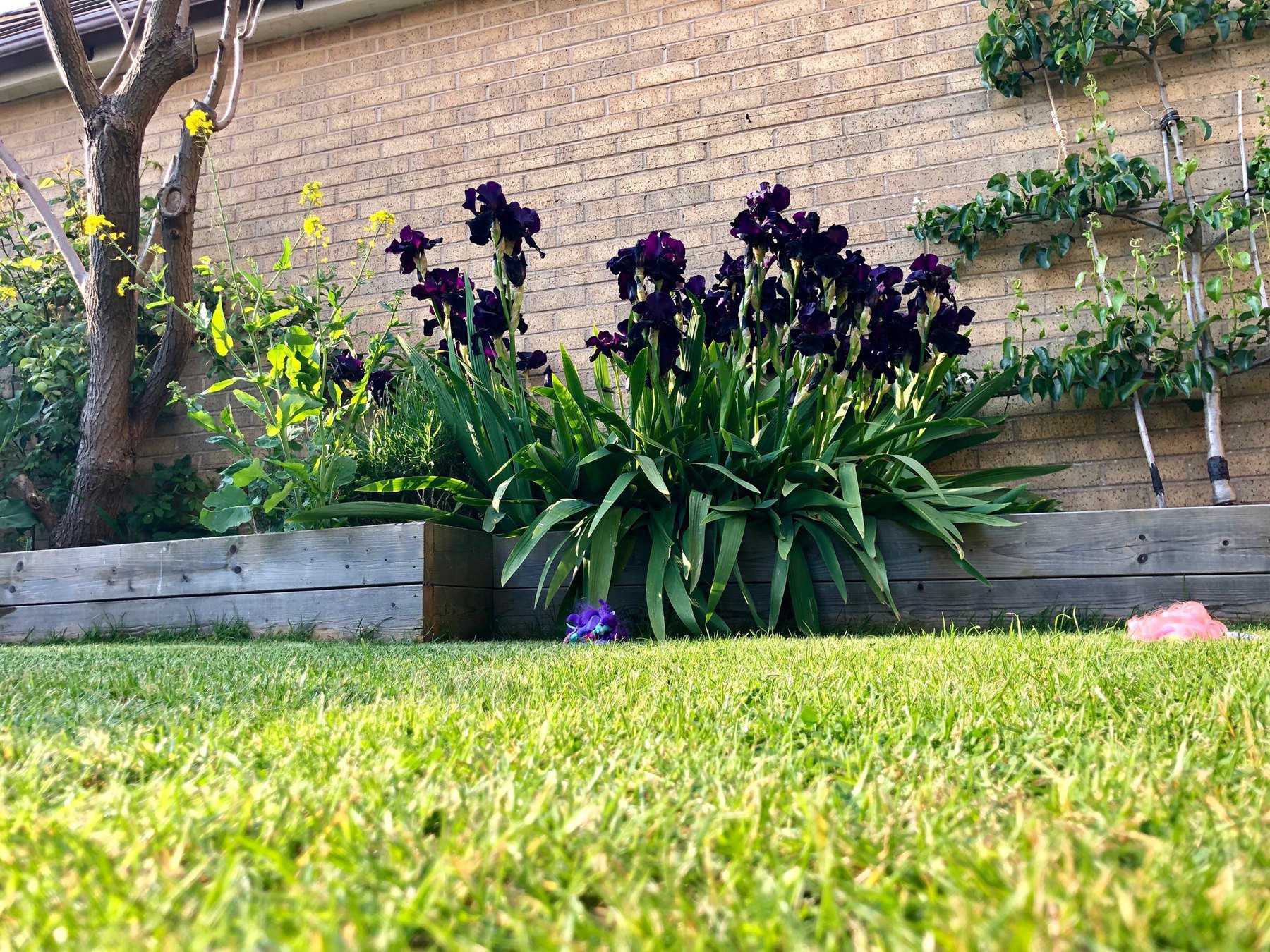 the back garden in late spring. Irises are in full bloom. 