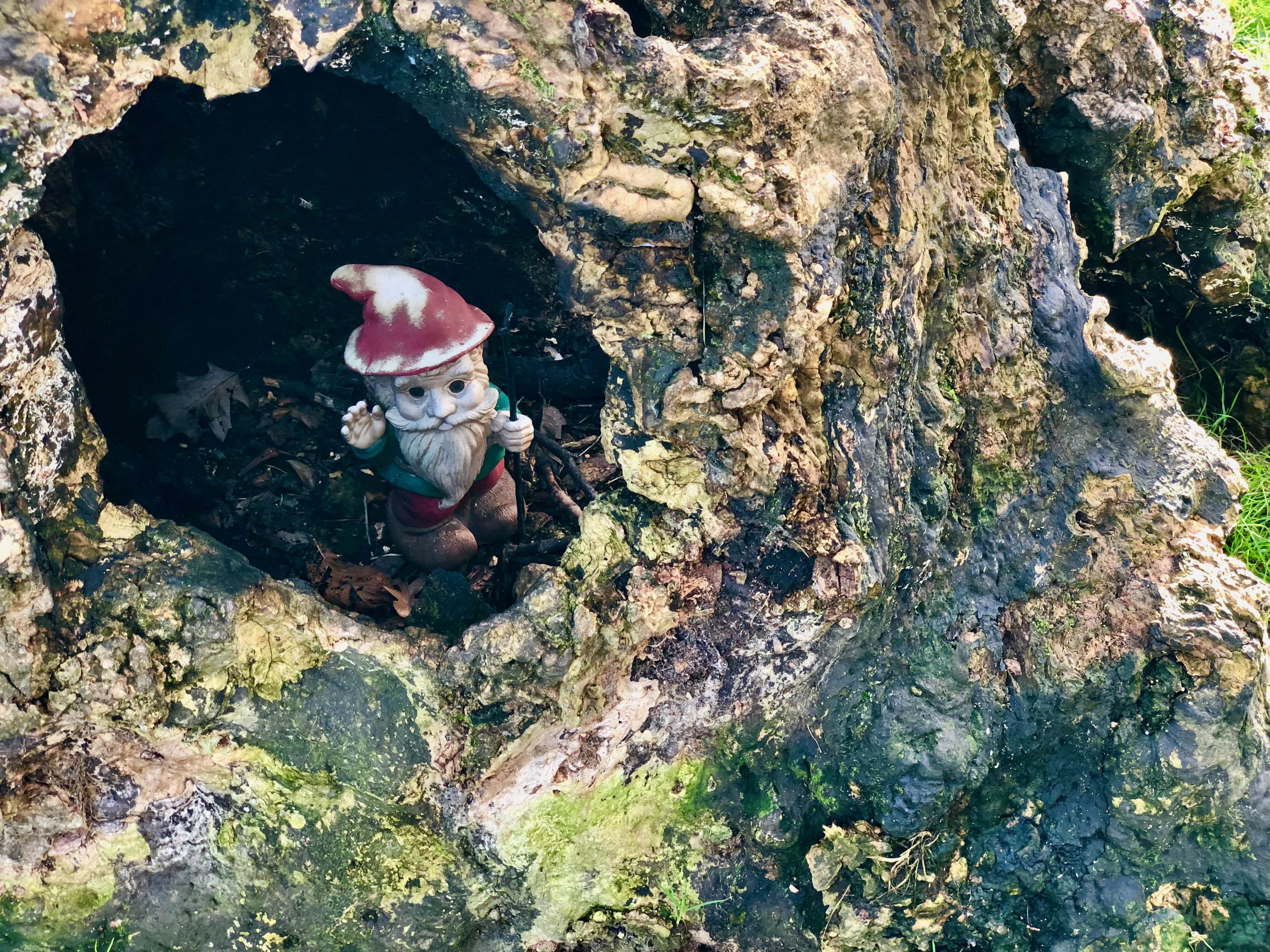 In a hole in a tree there lived a gnome