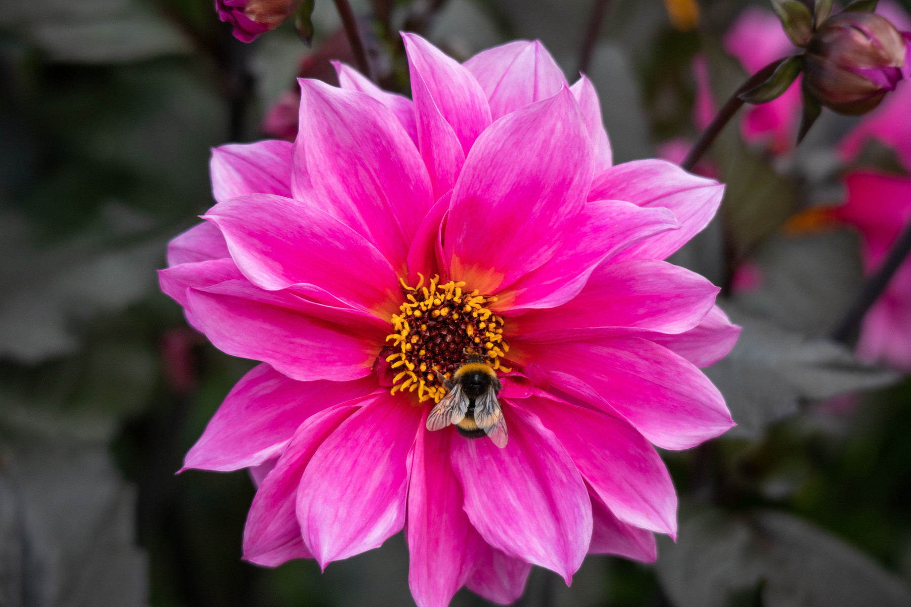 A bee hard at work on a pink flower. 