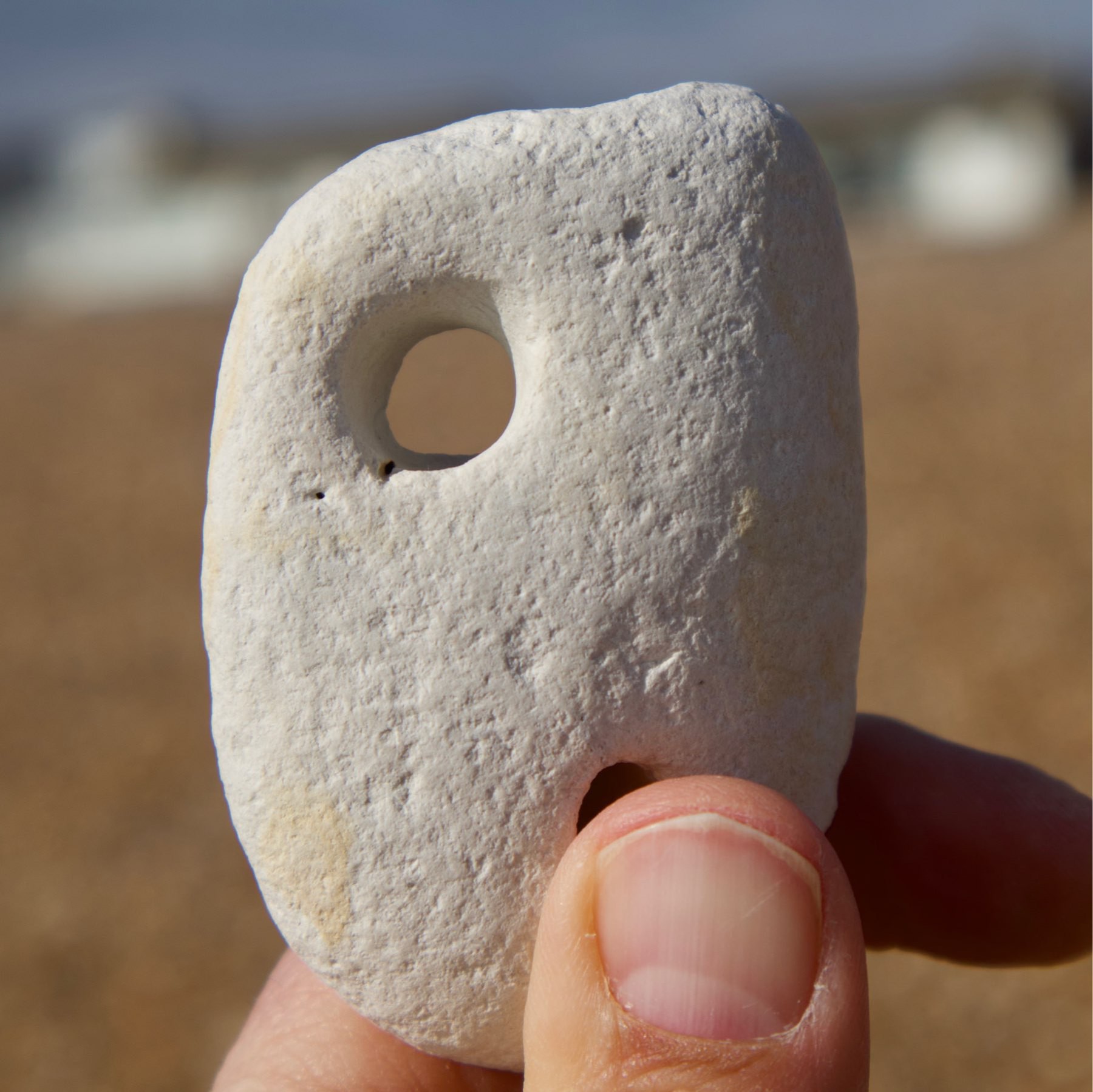 A hagstone found on Shoreham Beach
