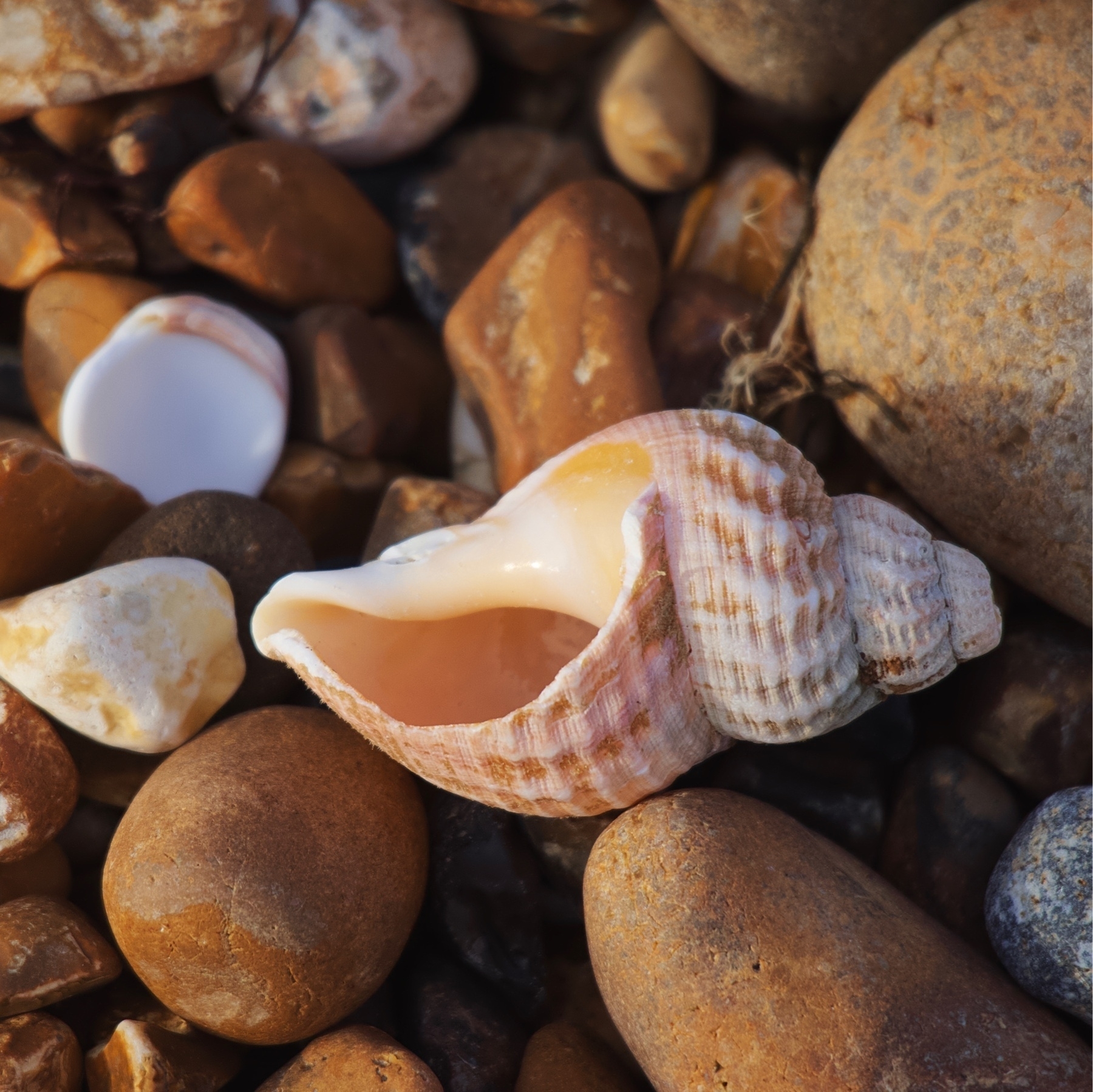 A seashell on Shoreham Beach