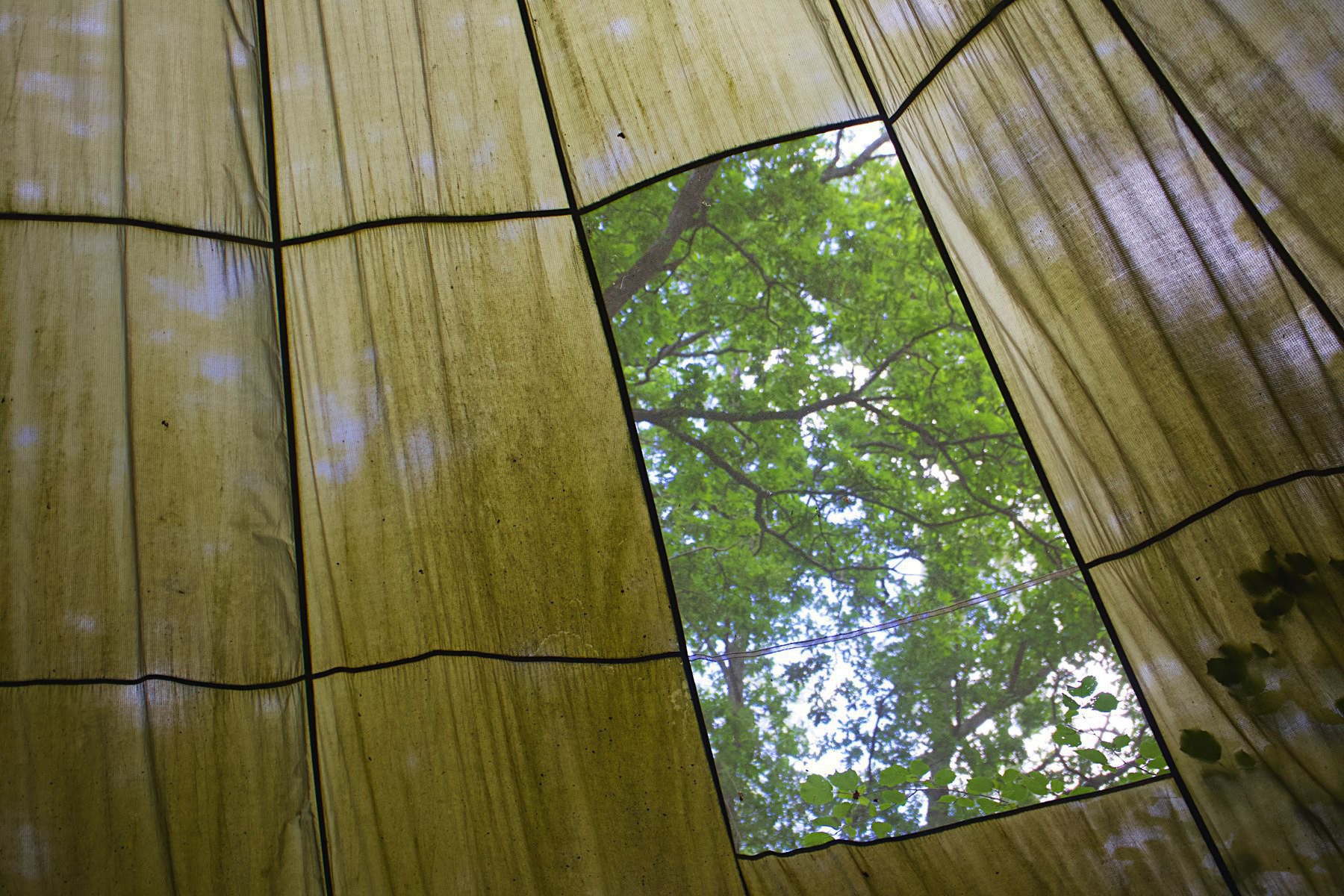 Trees seen through a canopy window at Woods Mill in Sussex.