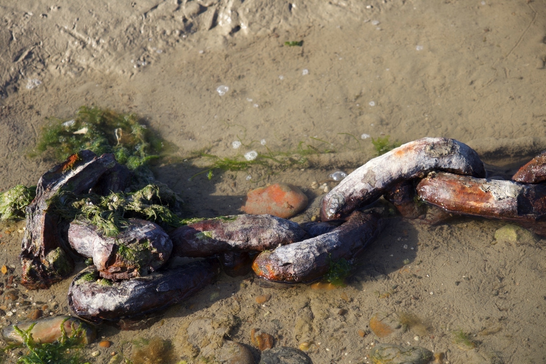 A chain covered in seaweed in the Adur at low tide.