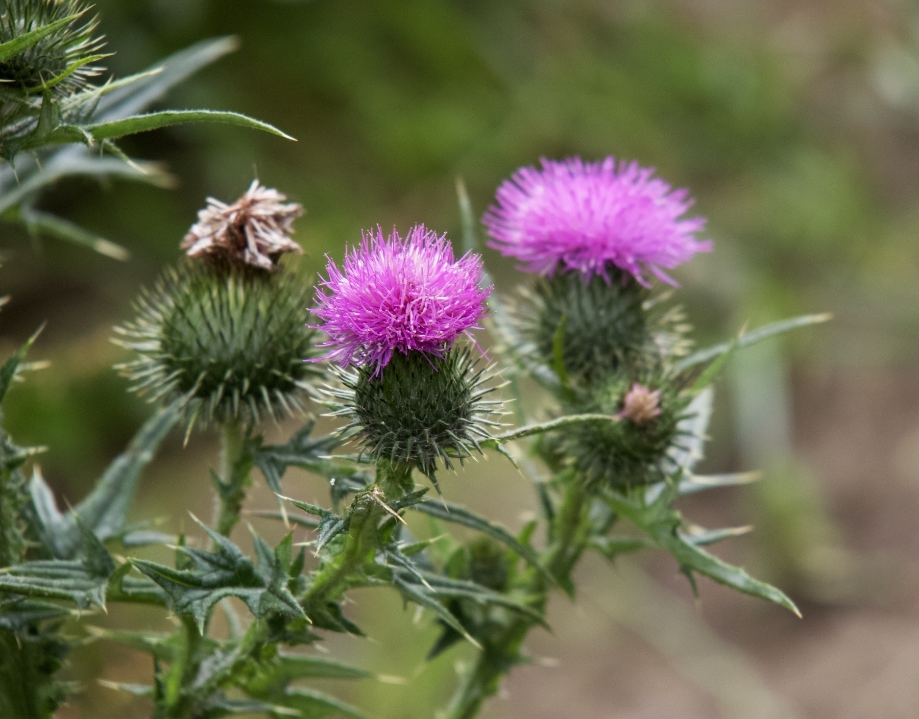 A thistle at Woods Mill in Sussex