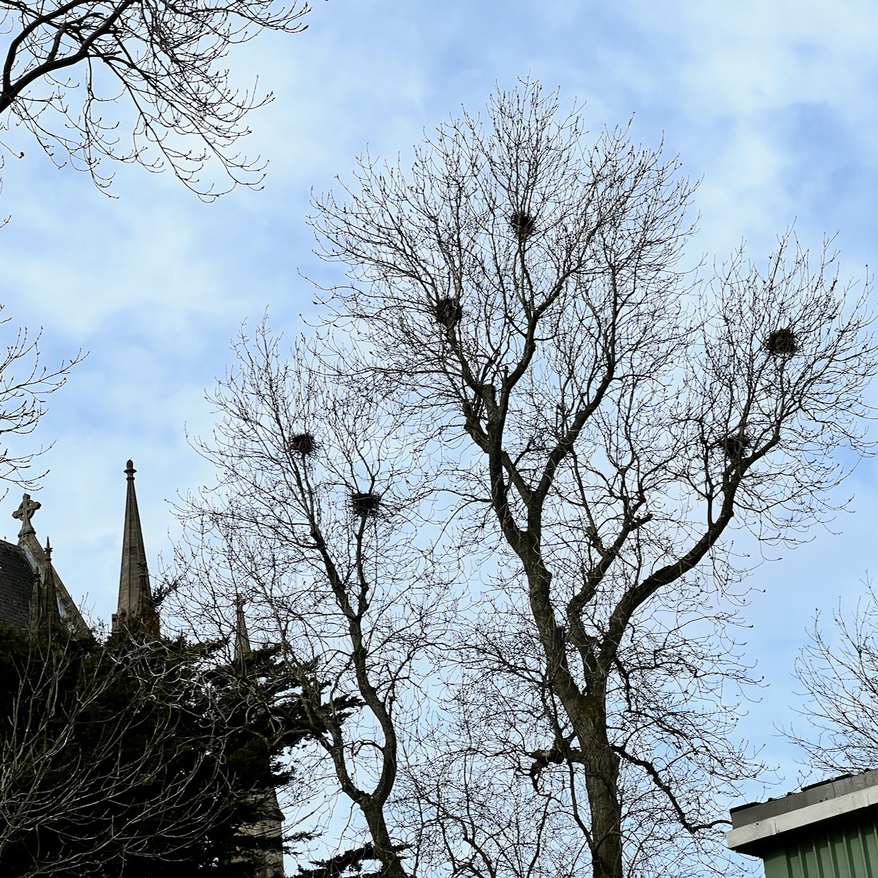 Corvids nesting in a tree at Lancing College