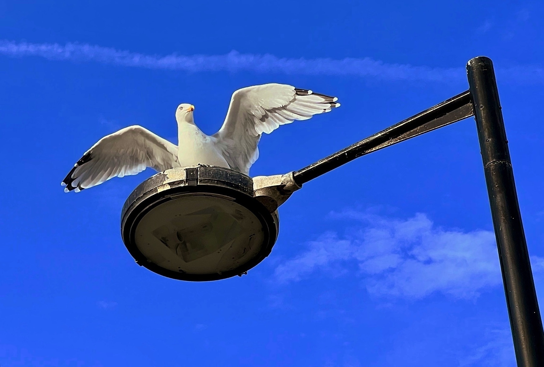 A gull on a streetlamp in Sussex. 