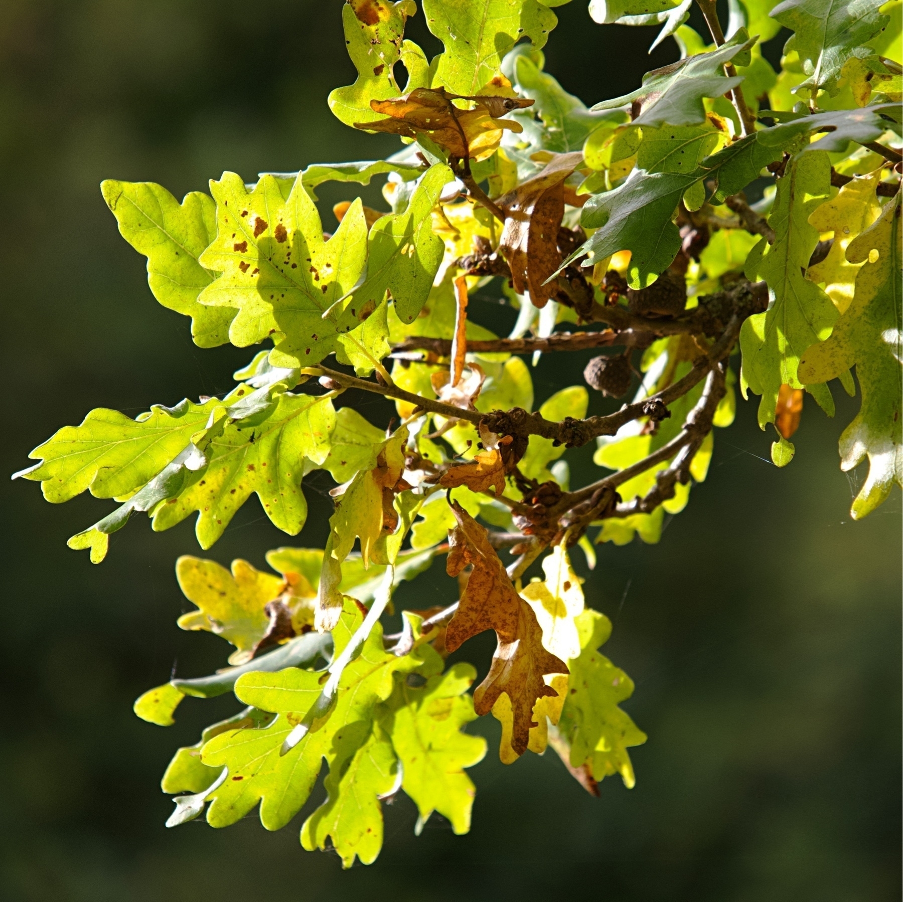 Sunlight shining through autumnal oak leaves.