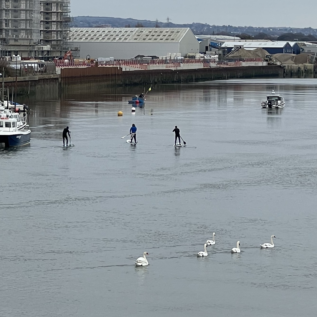 Stand-up paddle-boarders and swans on the Adur. 
