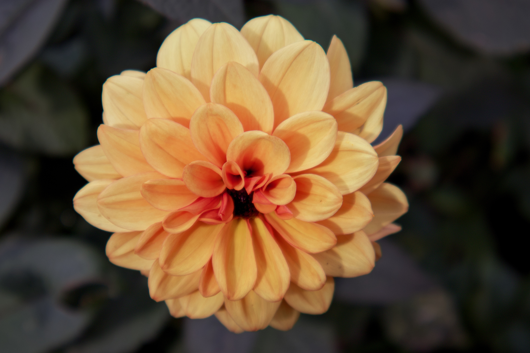 Another flower in the garden at Nymans, this time a yellow-orange one. 