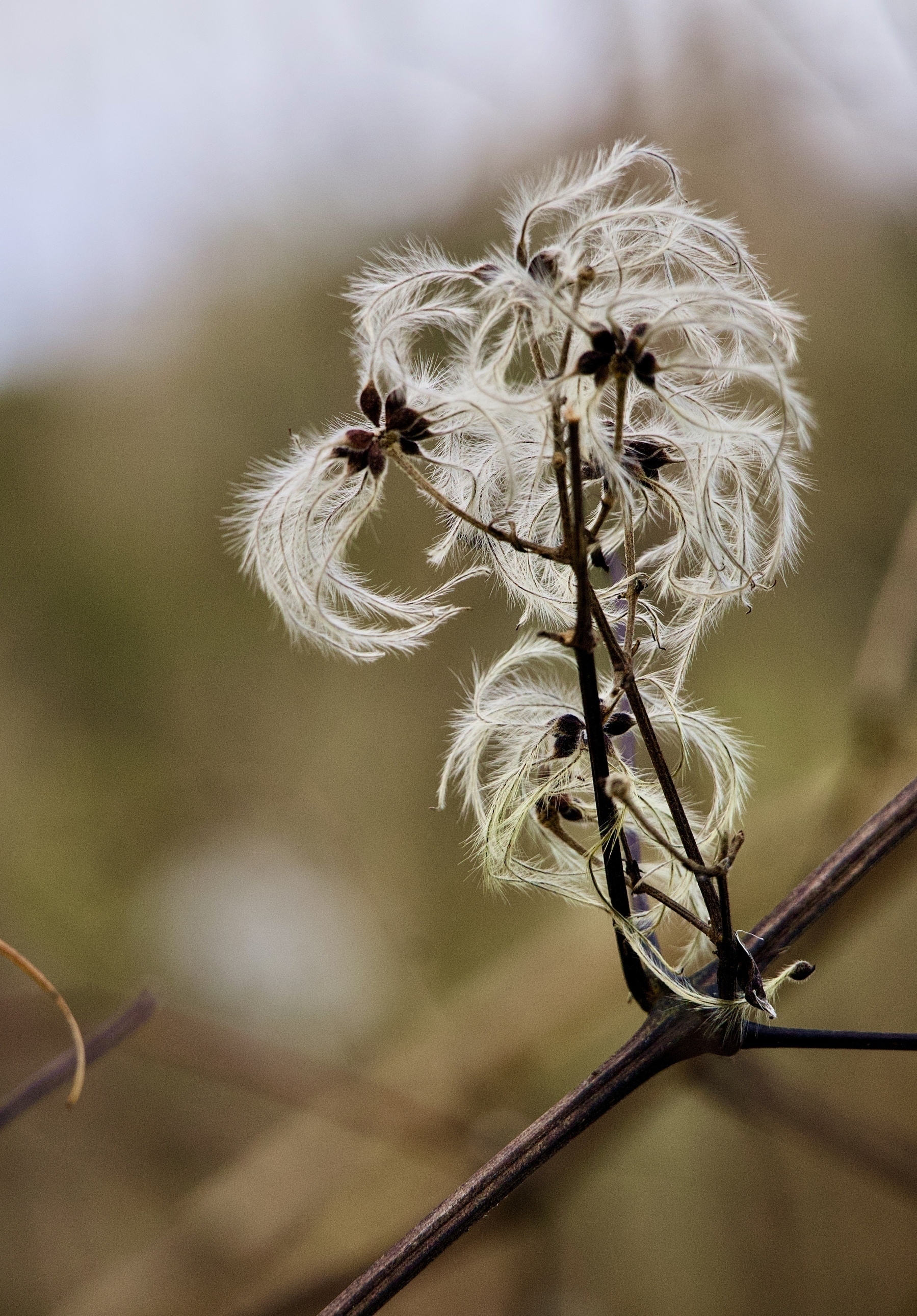 A branch features delicate, feathery seed tufts against a blurred background.