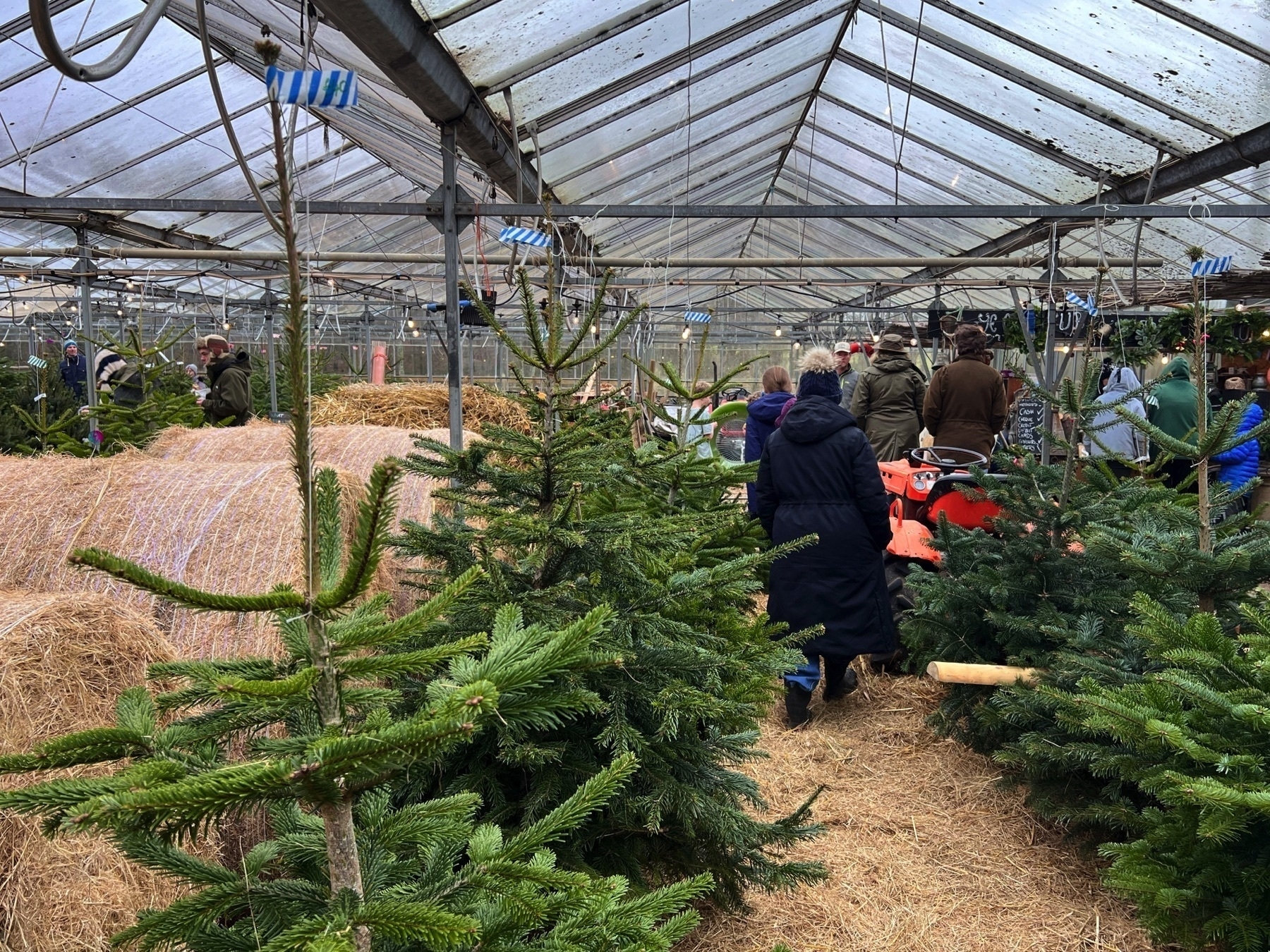 Shopping for Christmas Trees at Spithandle Nursery in Sussex.