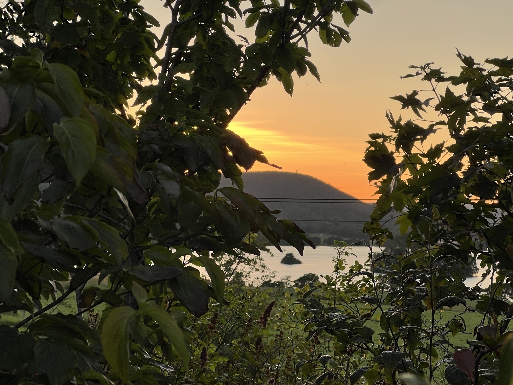 A beautiful sunset is seen through dense foliage, with a mountain and body of water in the background.