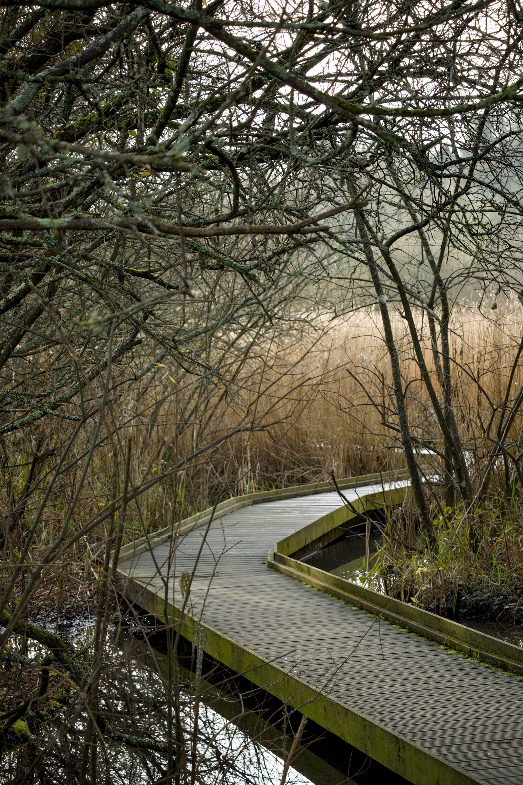 A winding wooden boardwalk on WWT Arundel is surrounded by dense, leafless trees and tall grasses.